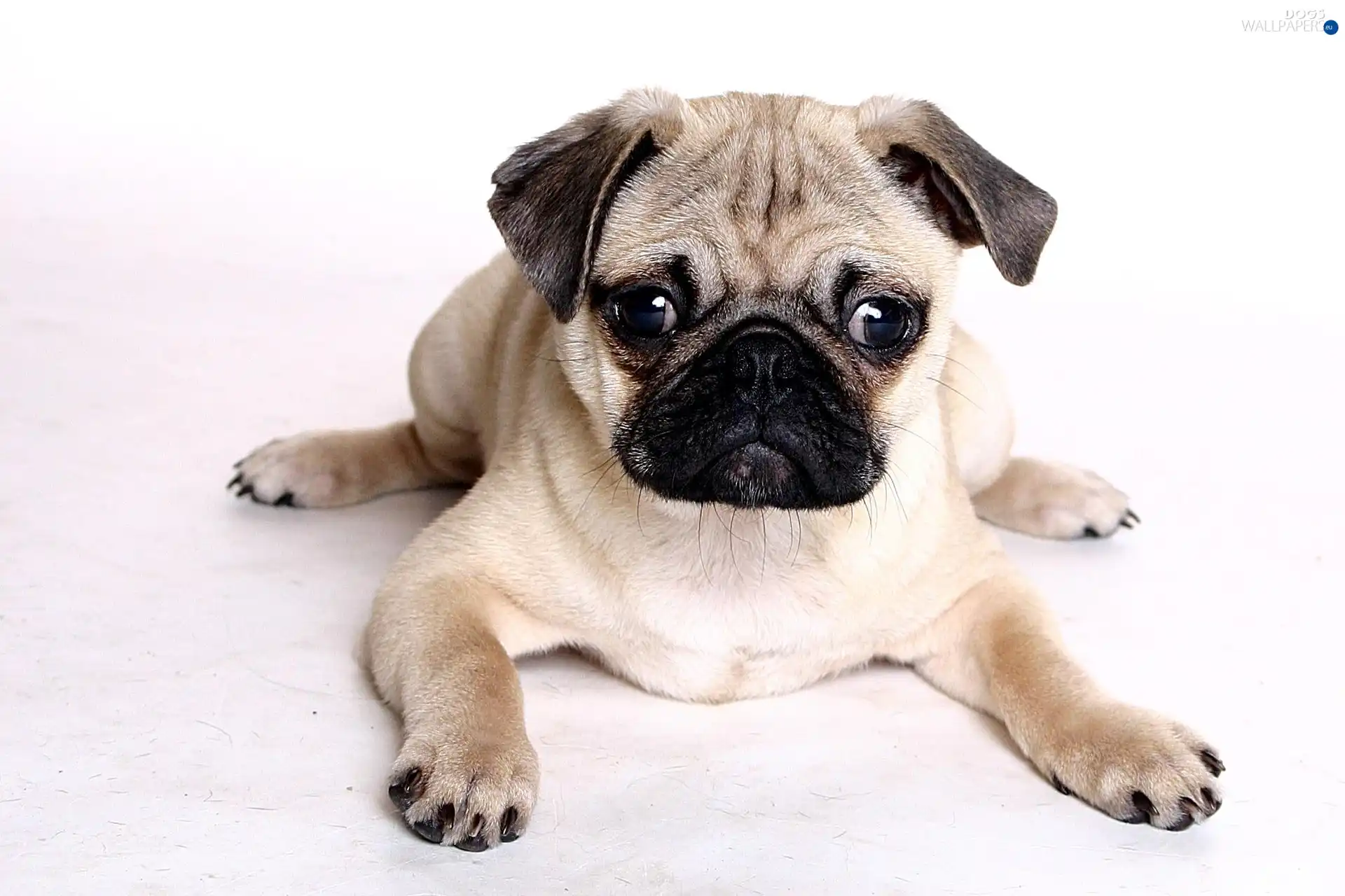 dog, pug, lying