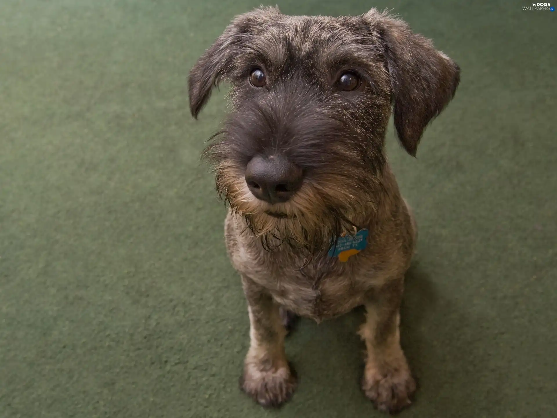 muzzle, terrier
