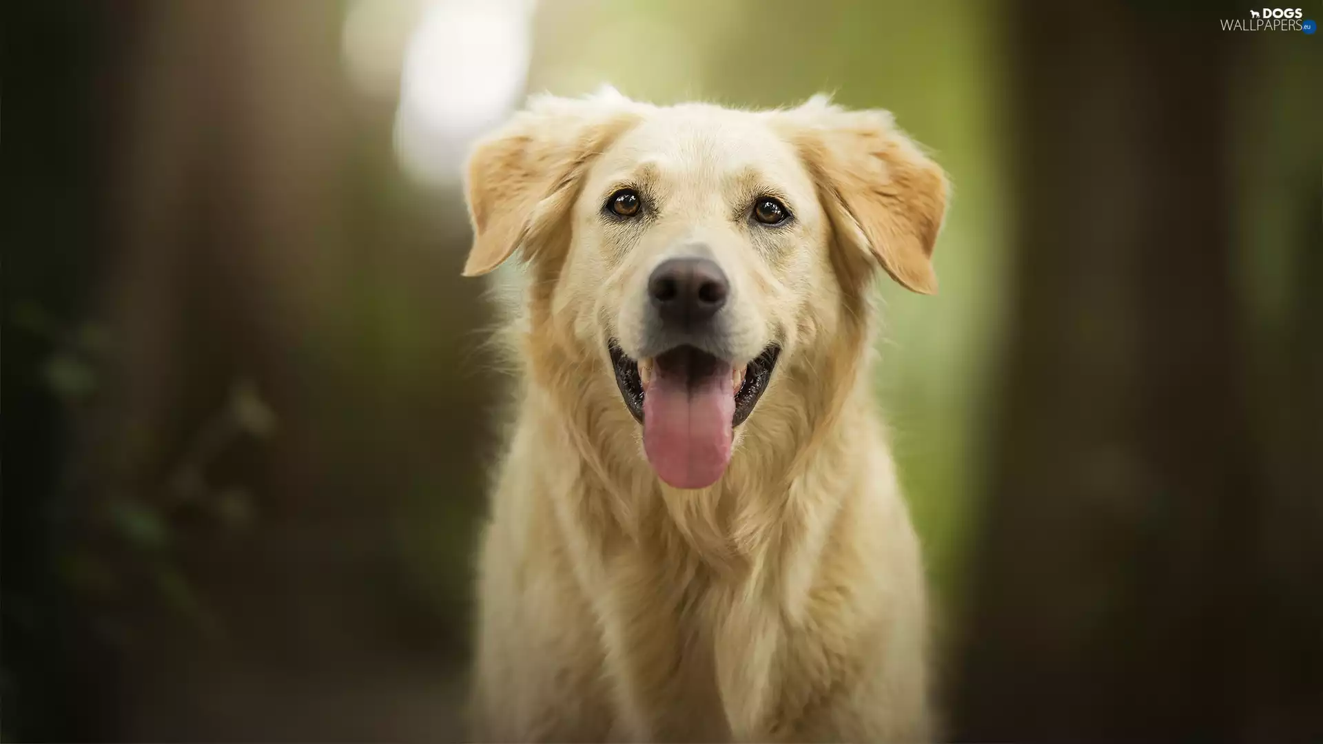 dog, muzzle, Tounge, Golden Retriever