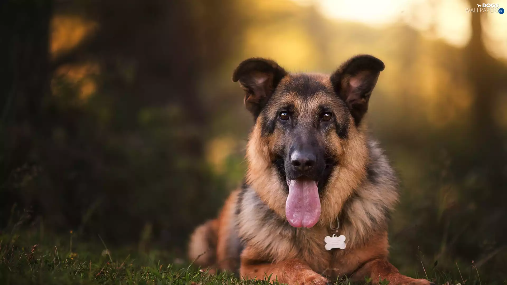 dog, muzzle, Tounge, German Shepherd