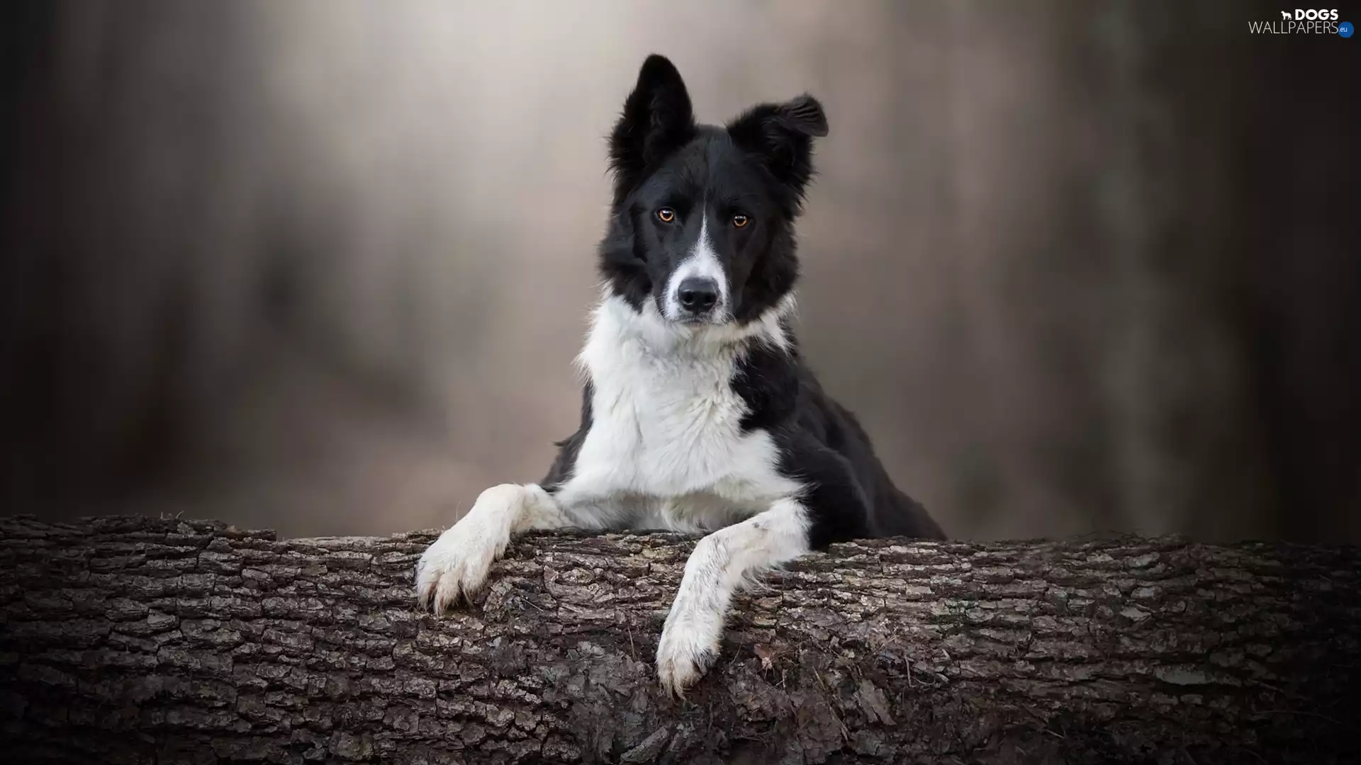 dog, muzzle, trees, Border Collie