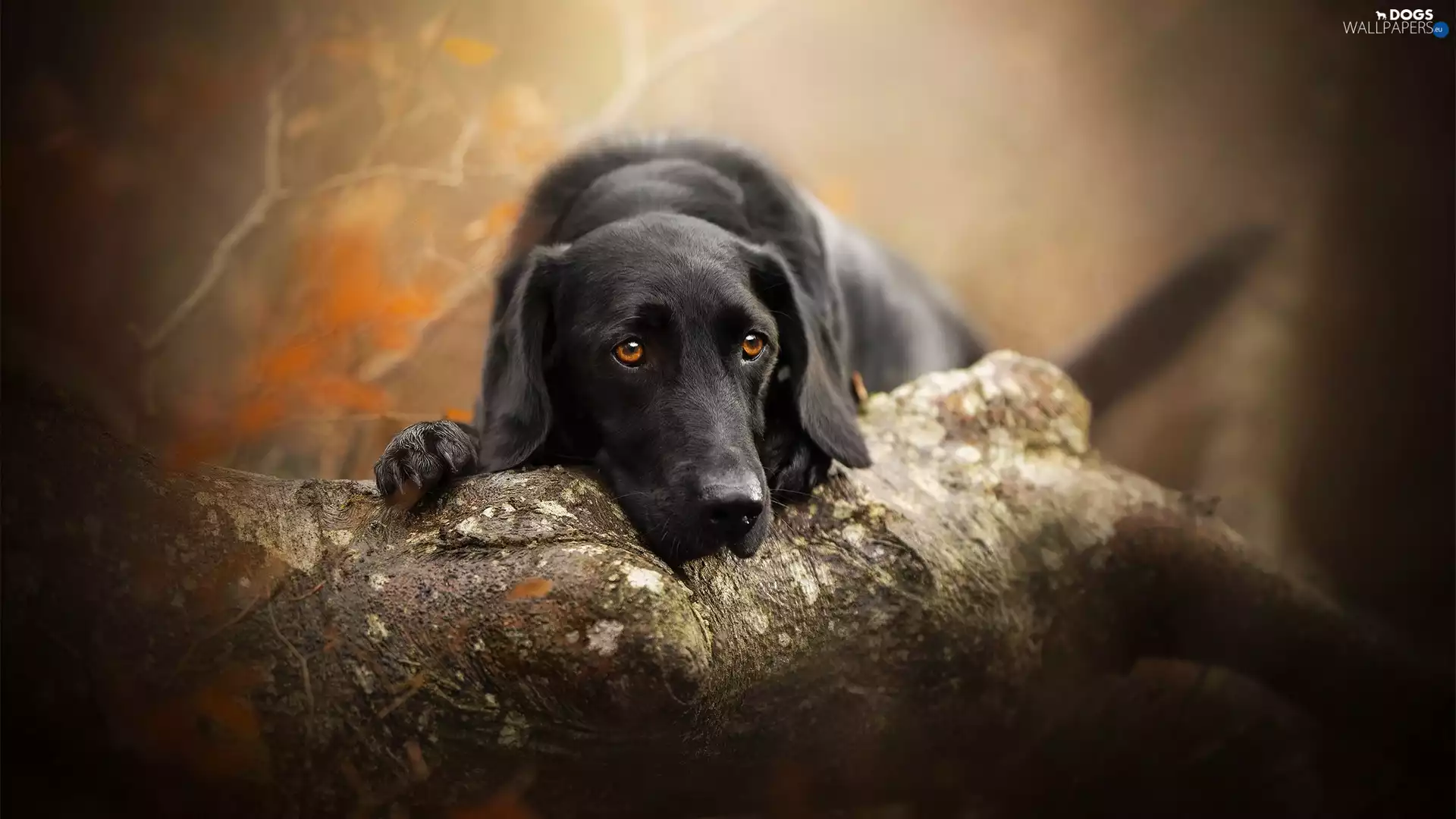 dog, muzzle, trees, Labrador Retriever
