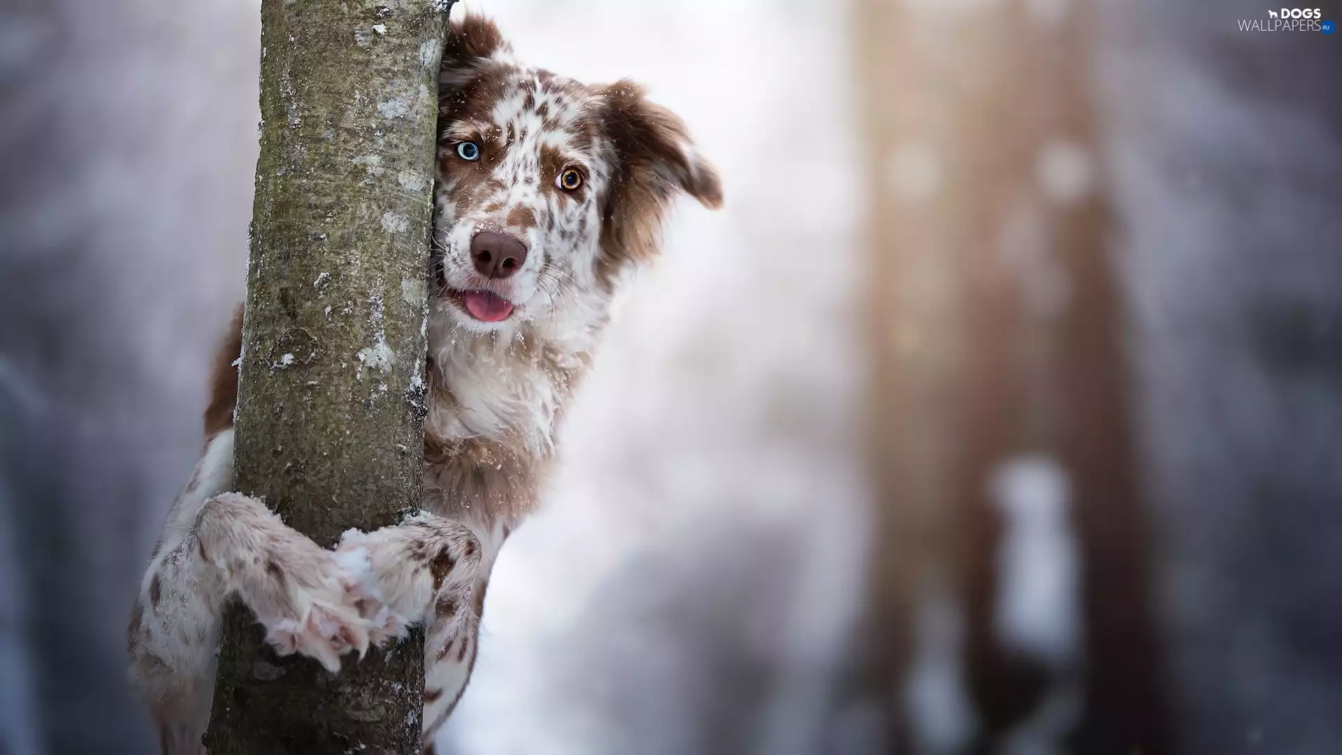 dog, muzzle, trees, Australian Shepherd