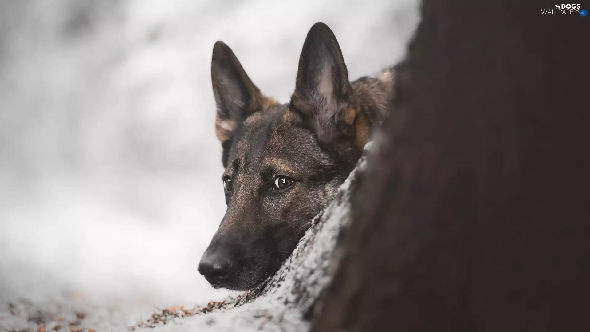 dog, muzzle, trees, German Shepherd