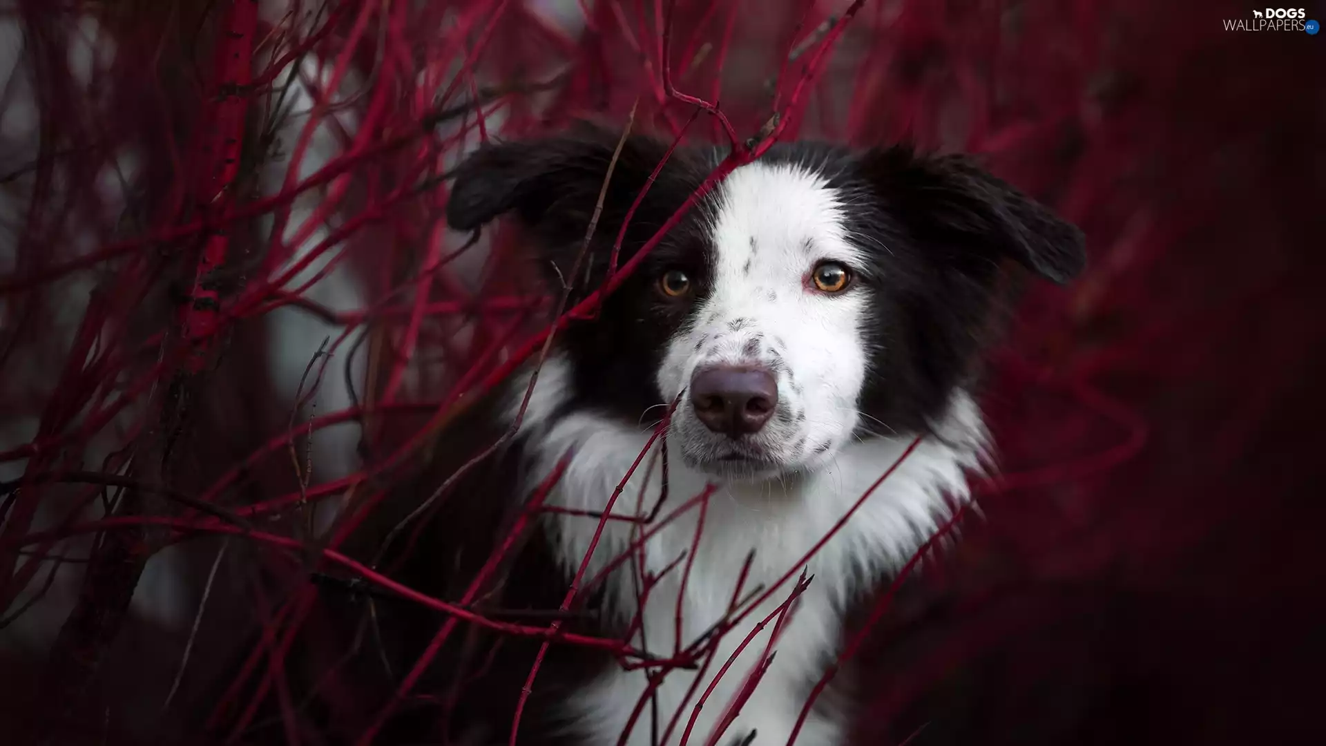 dog, muzzle, Twigs, Border Collie