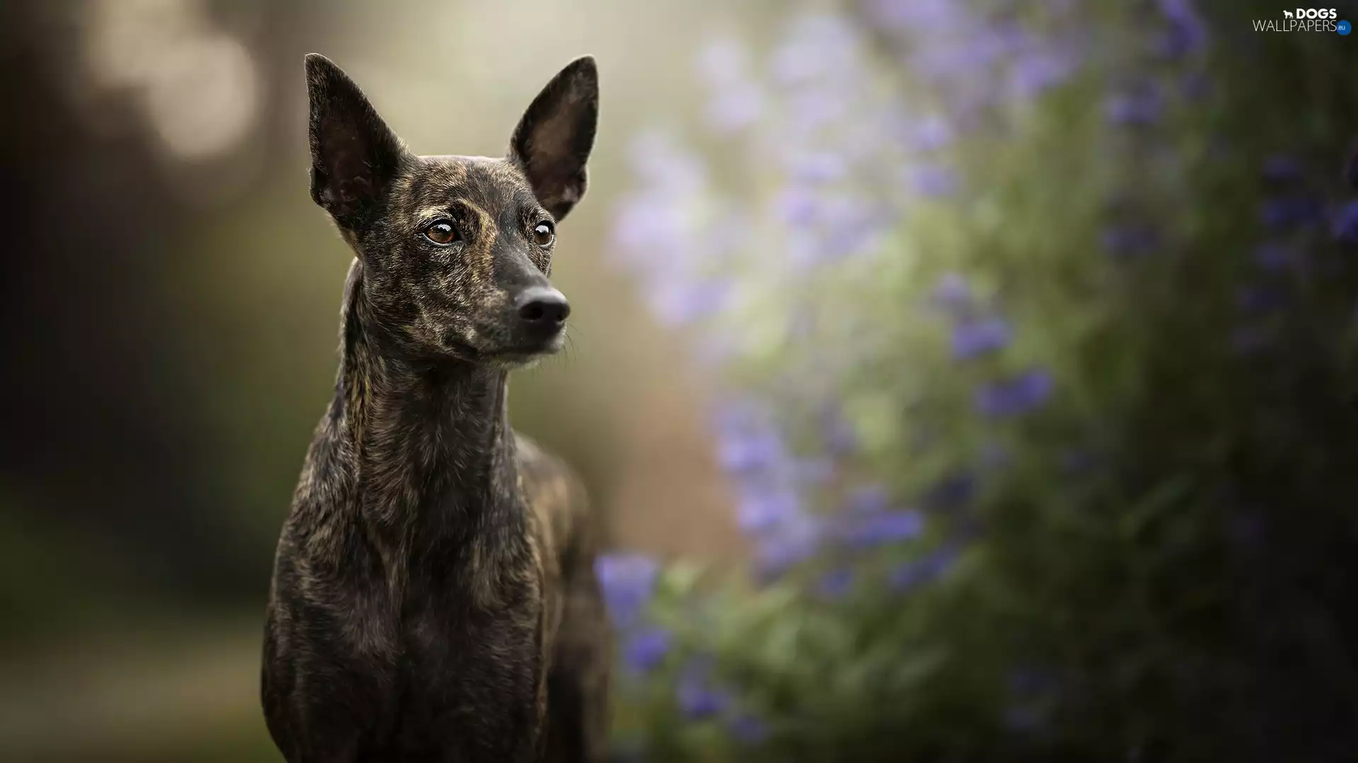 muzzle, dog, Whippet