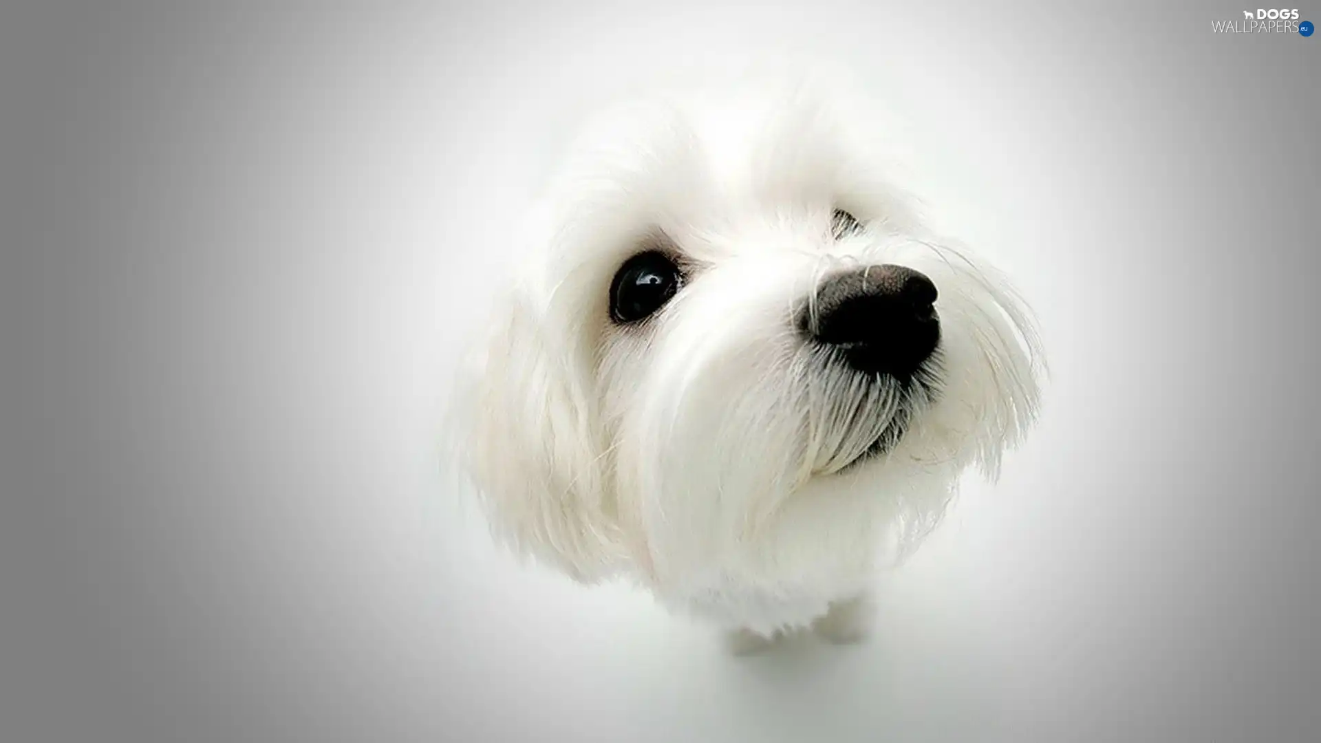 White, muzzle, terrier