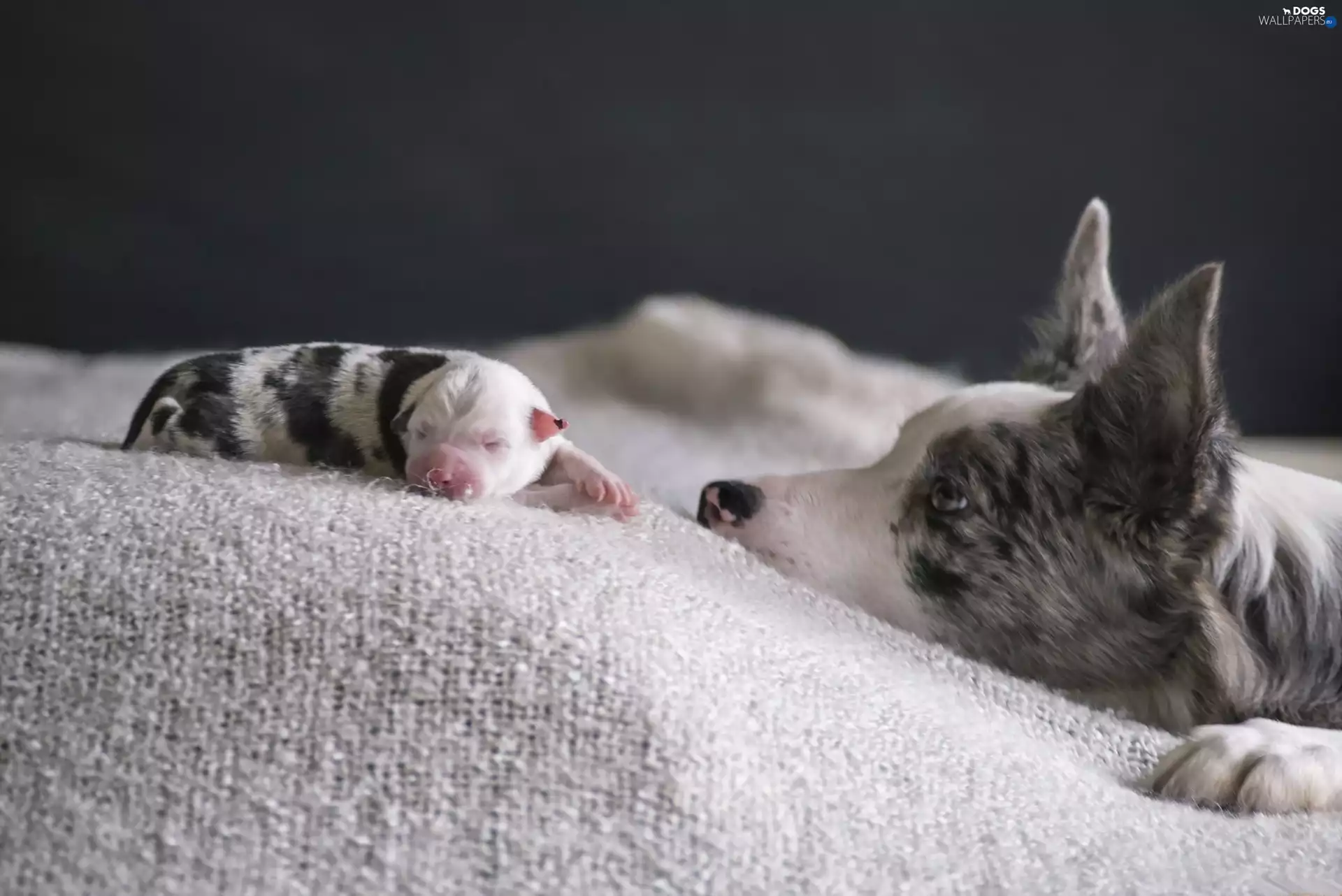 Border Collie, Puppy, nanny
