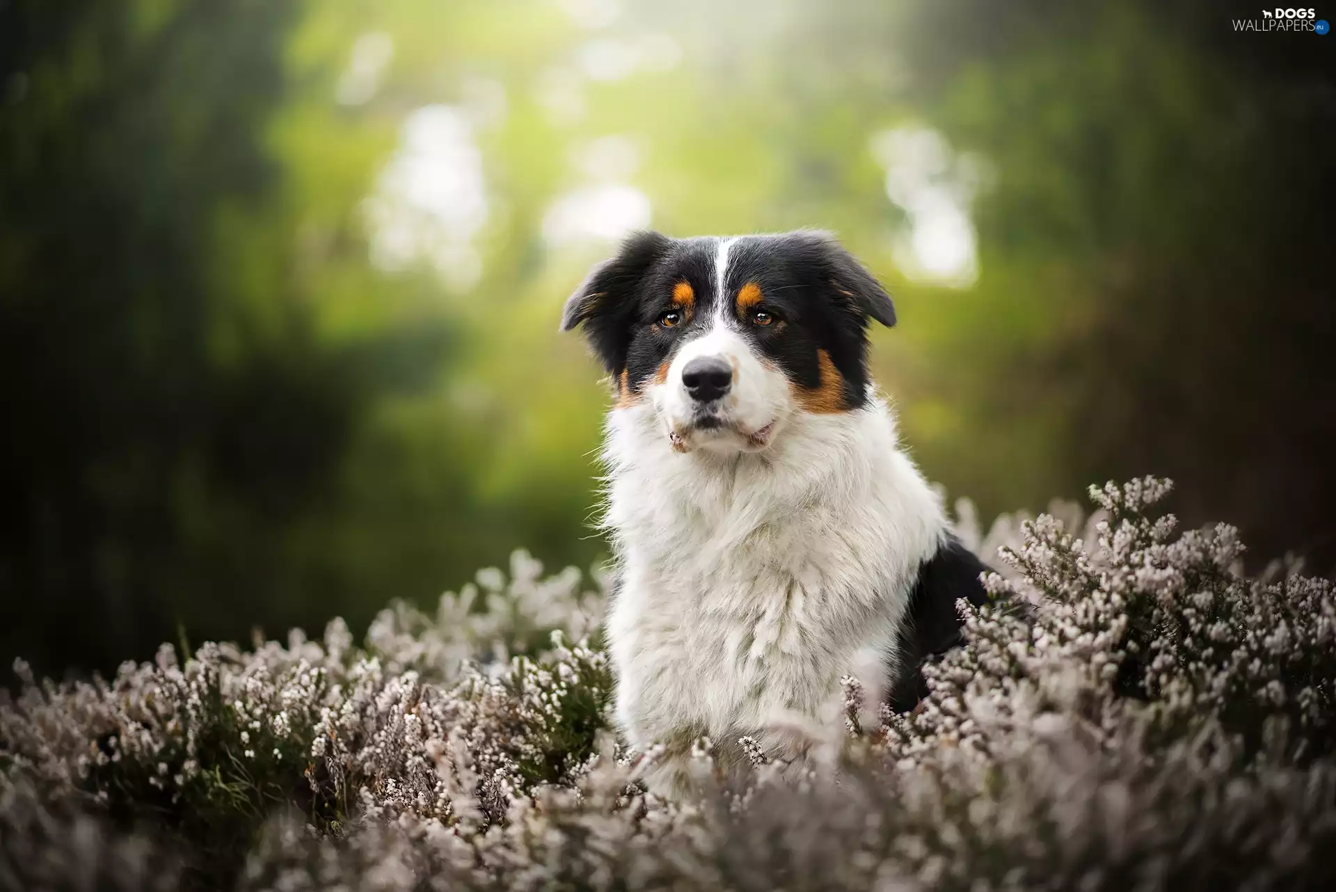 Flowers, Australian Shepherd, nature