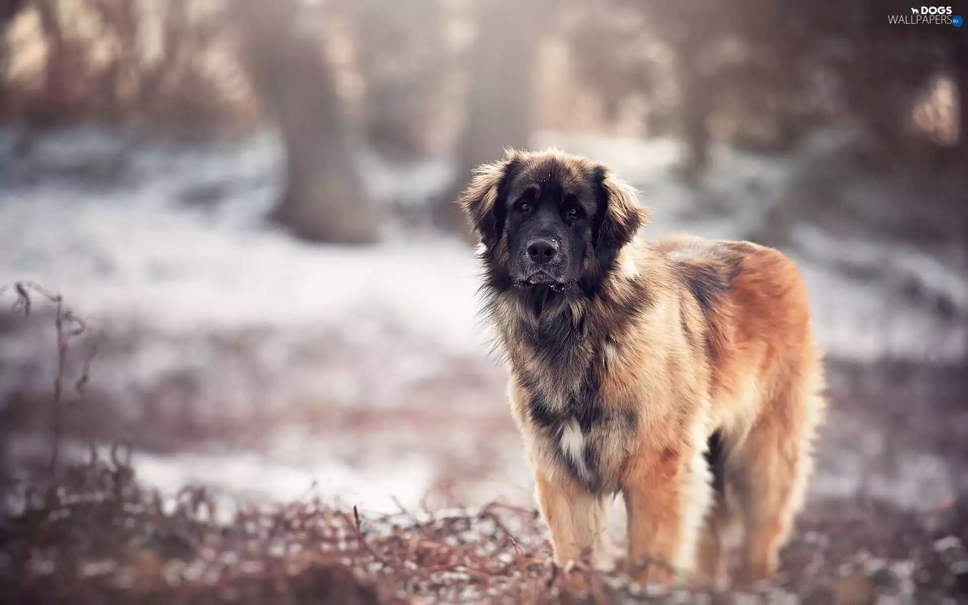 Leonberger, fuzzy, background, nature