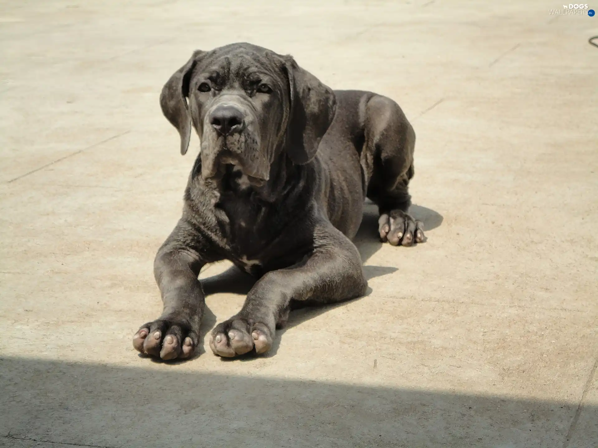 mastiff, Neapolitan, dog