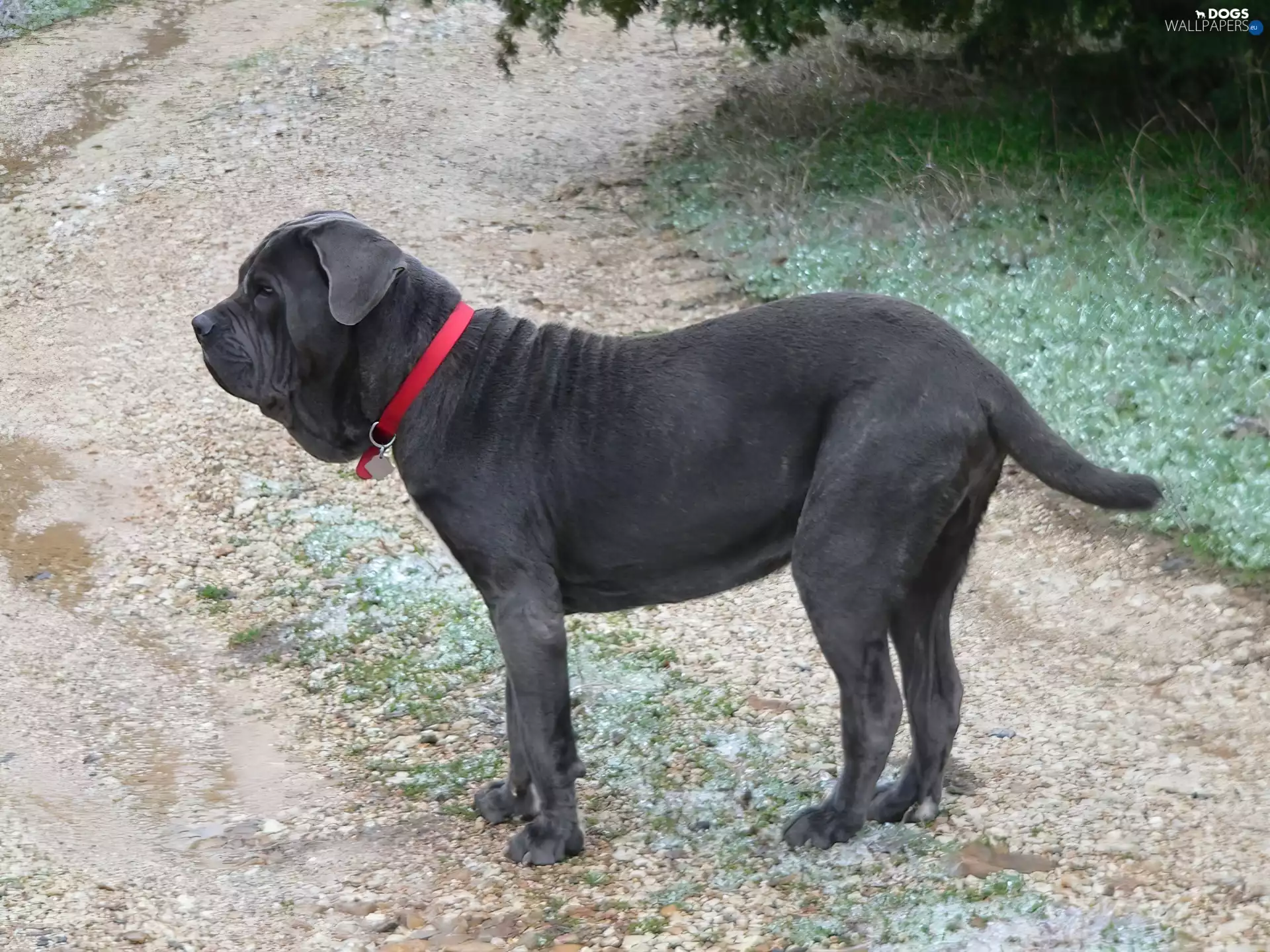 dog-collar, Mastif neapolitański, red hot