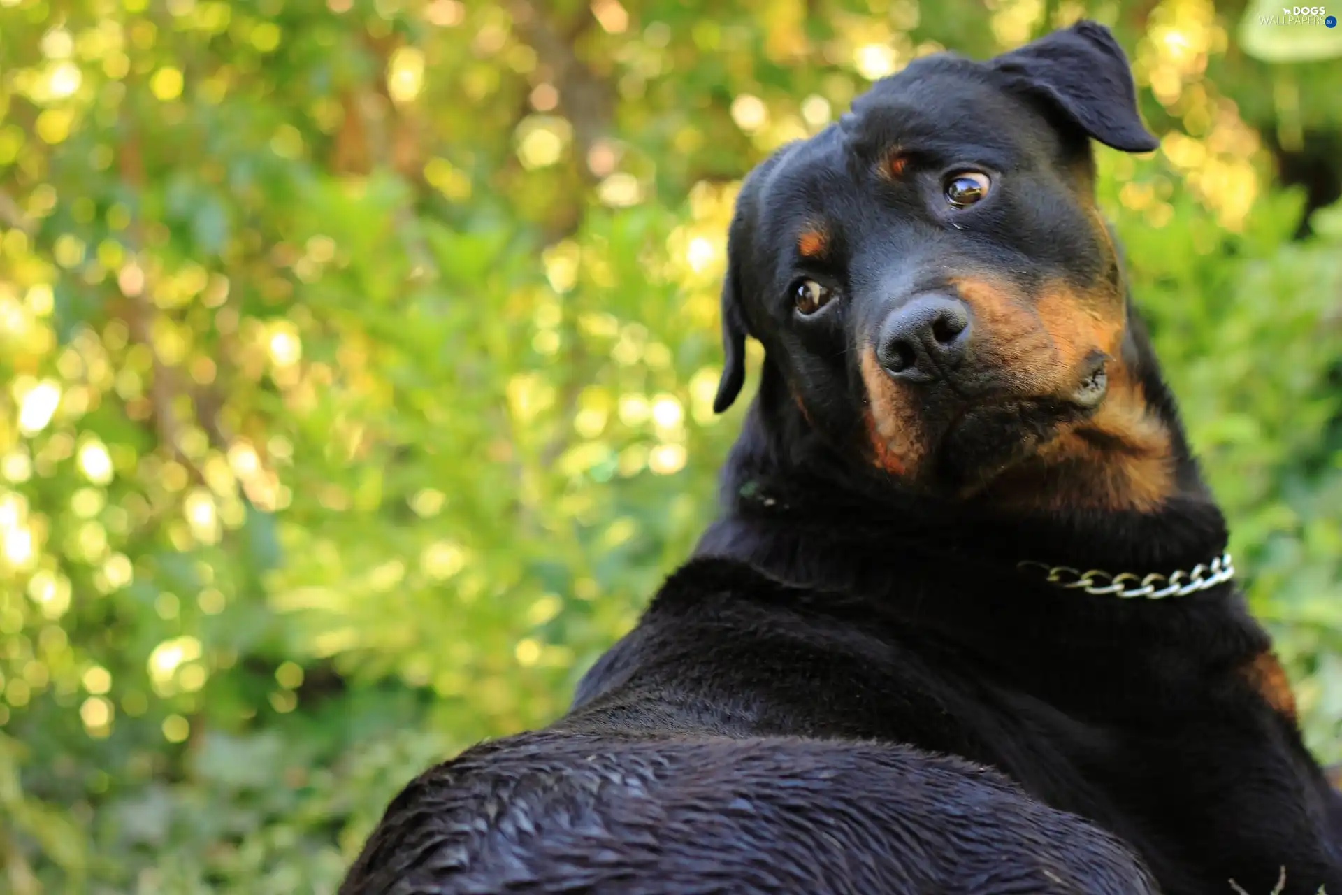 neck chain, green, Rottweiler