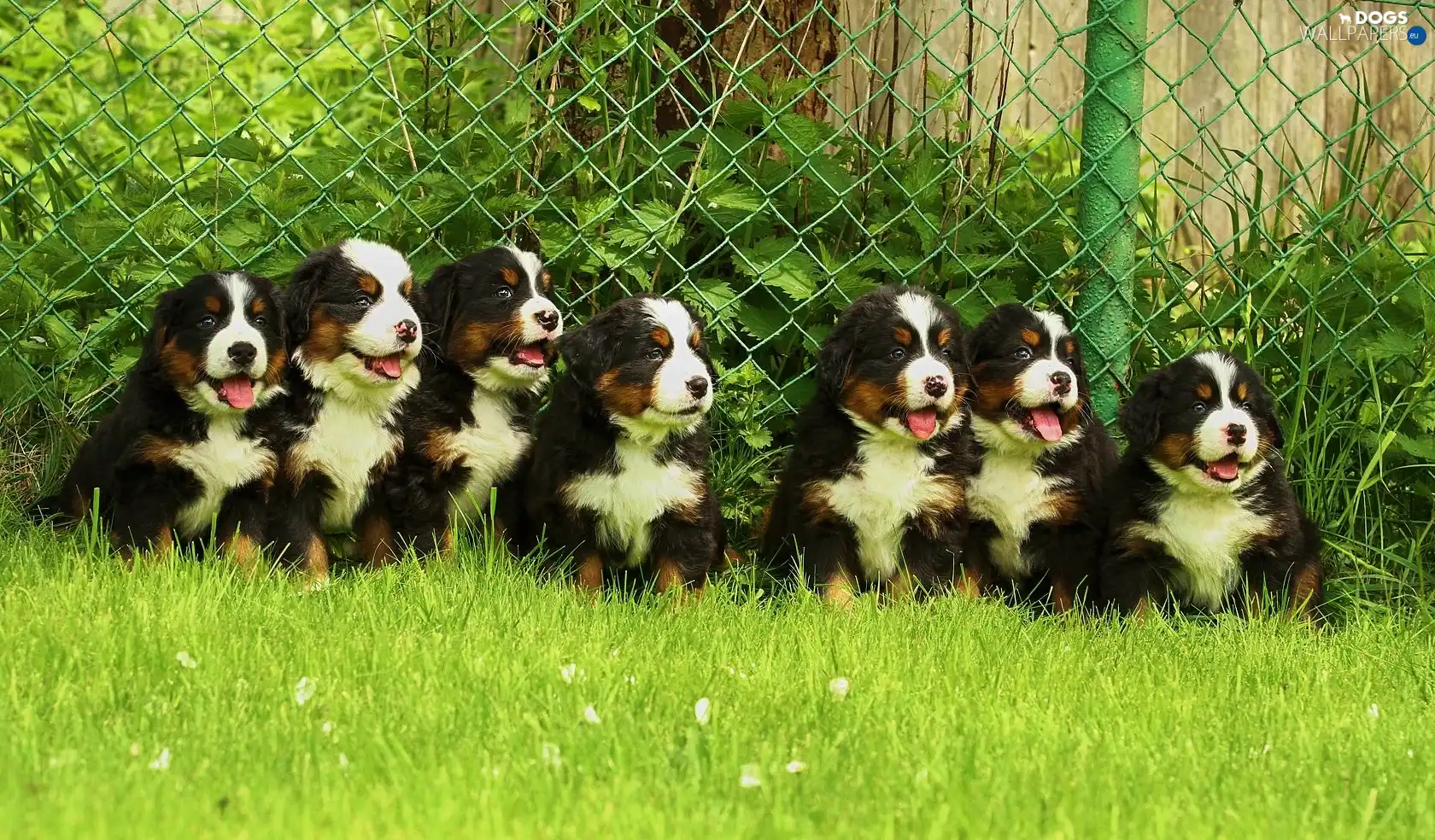 net, grass, Seven, males