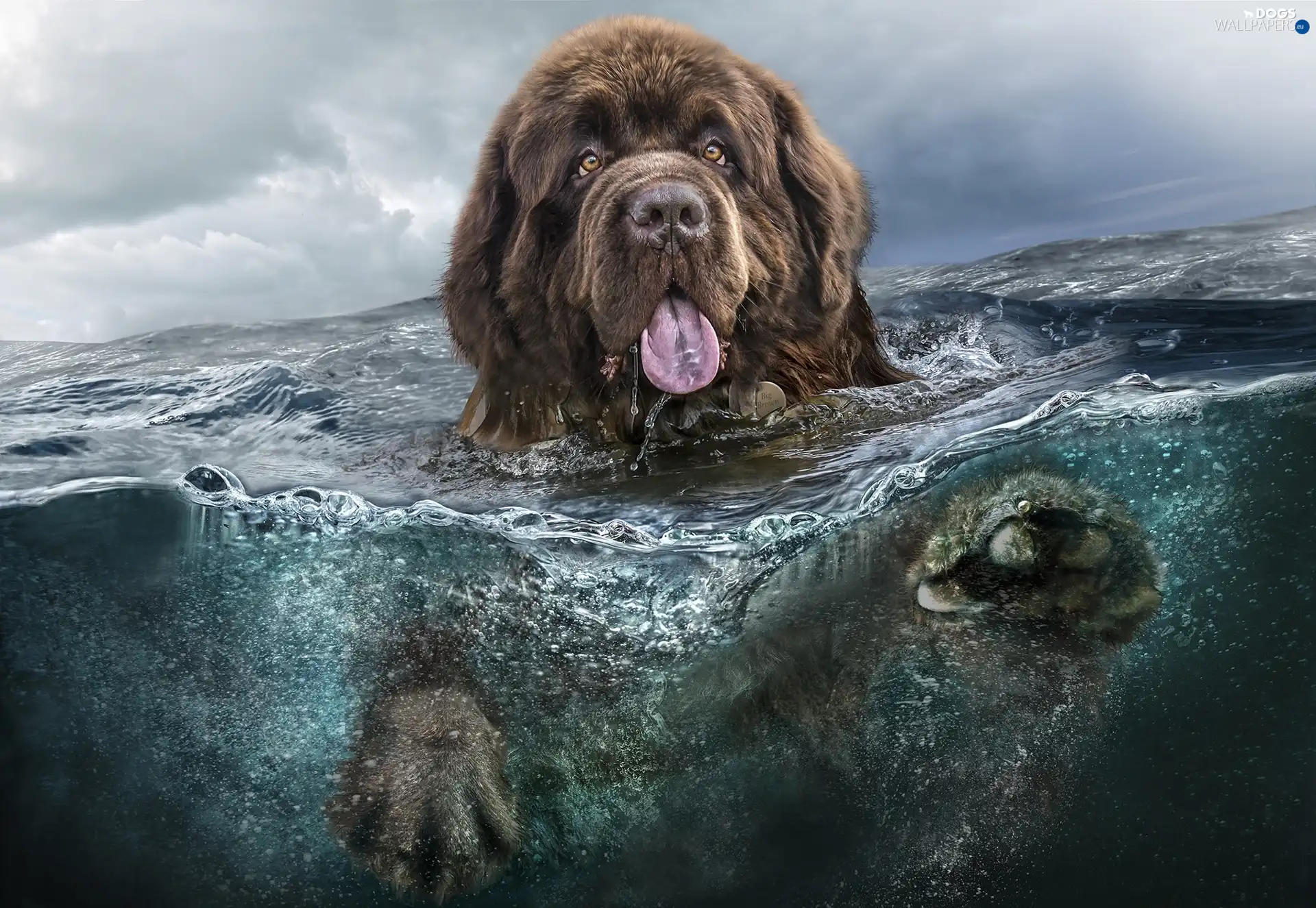 newfoundland