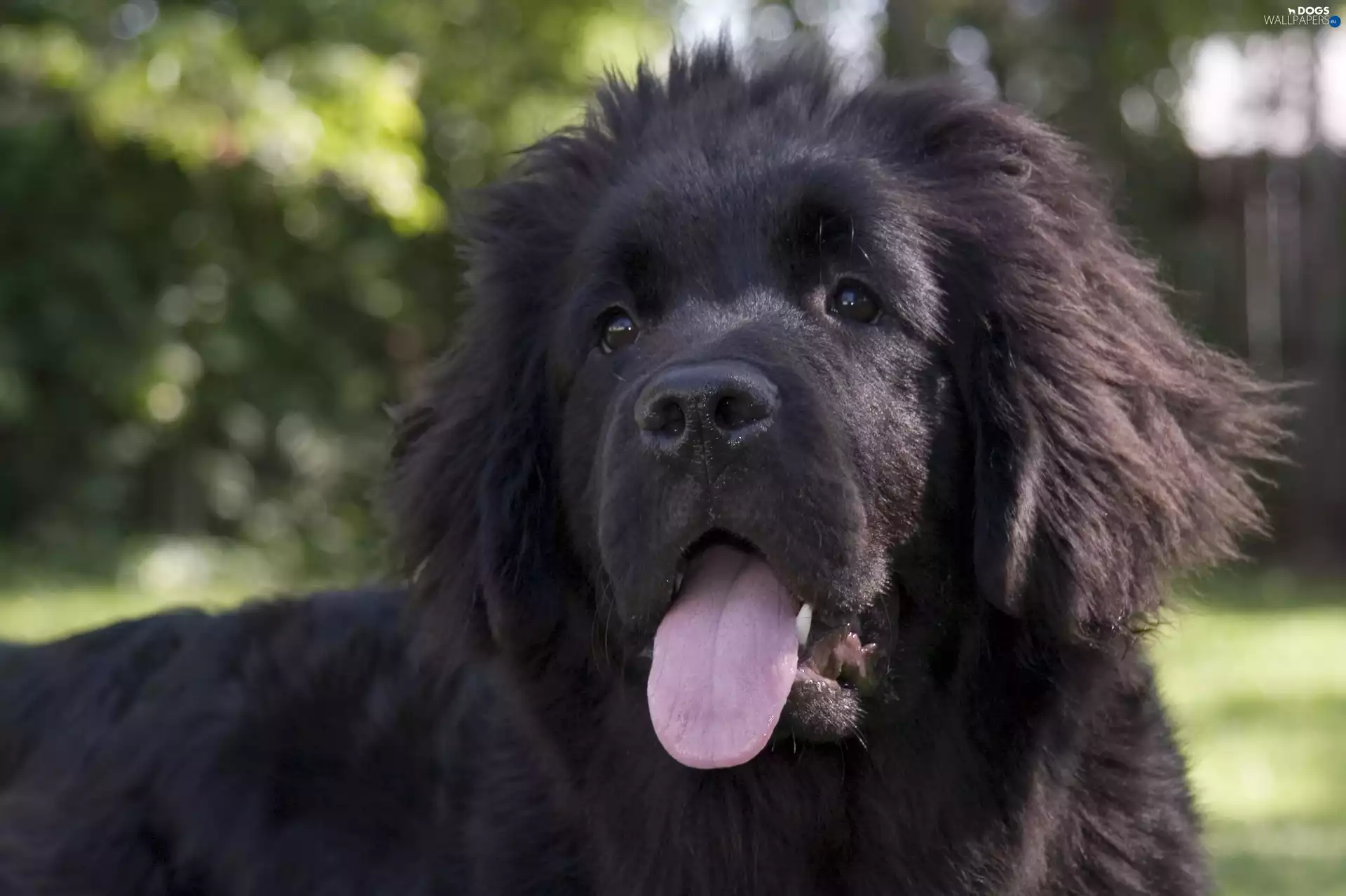 Newfoundland Puppy