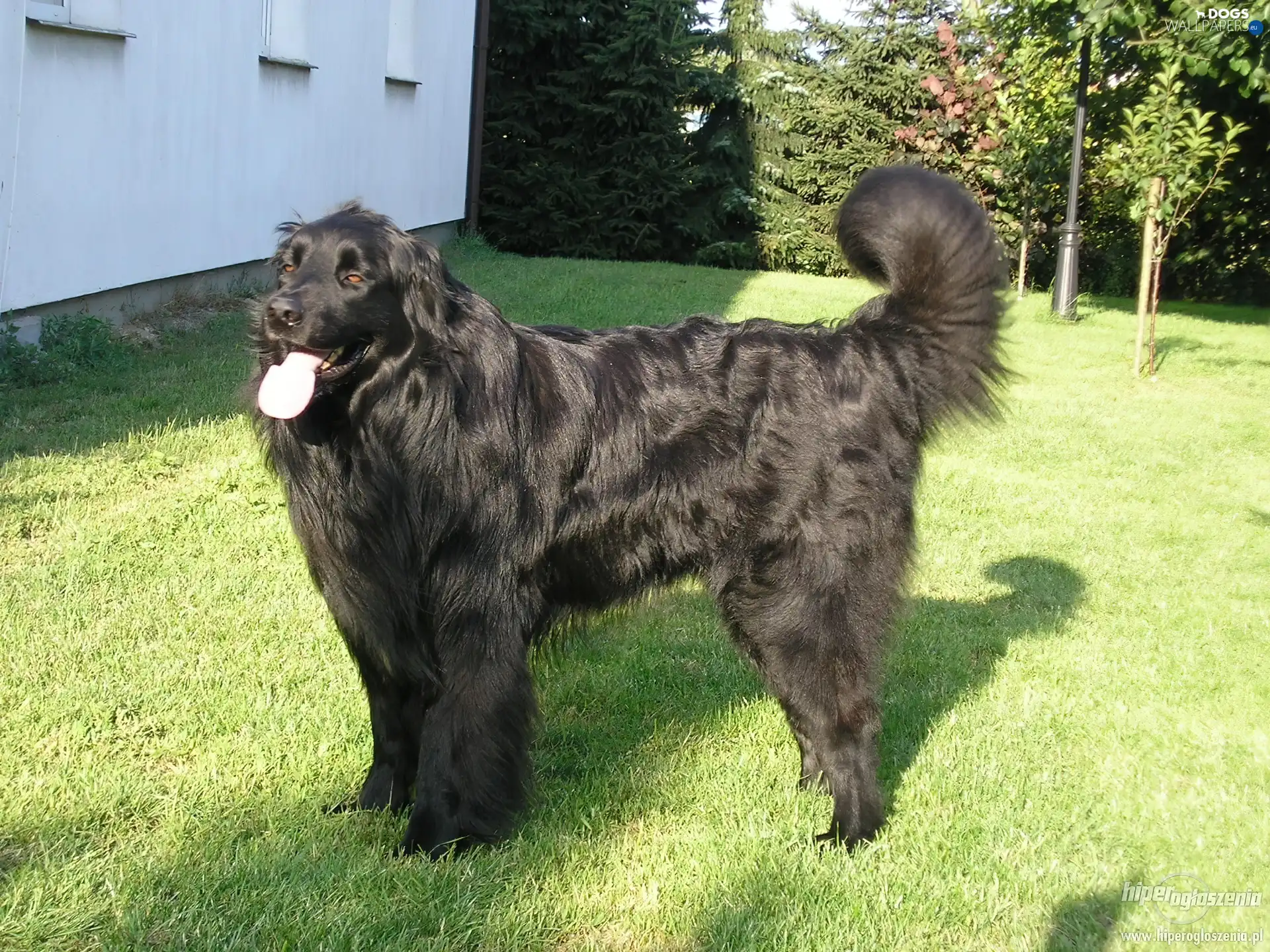 newfoundland