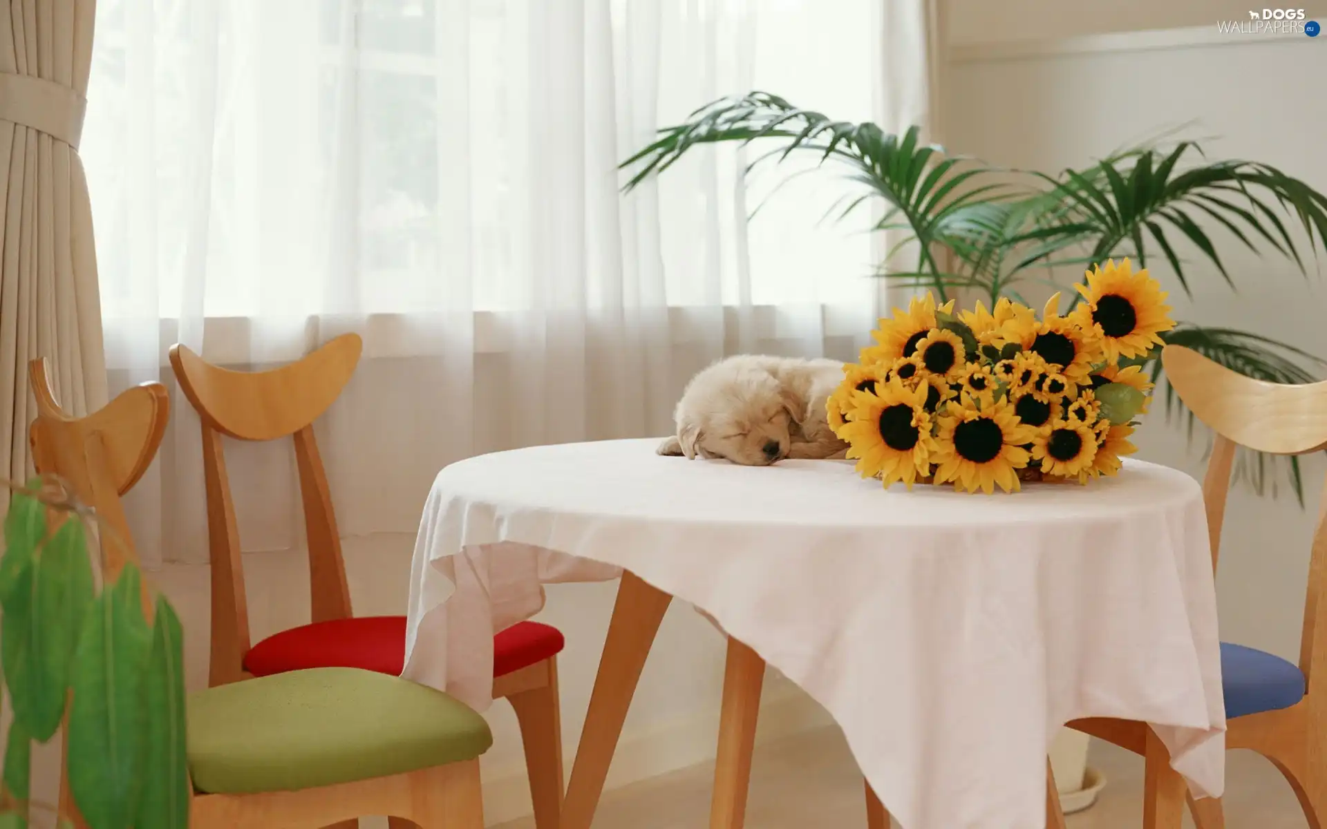 small, Nice sunflowers, interior, little dog, peace