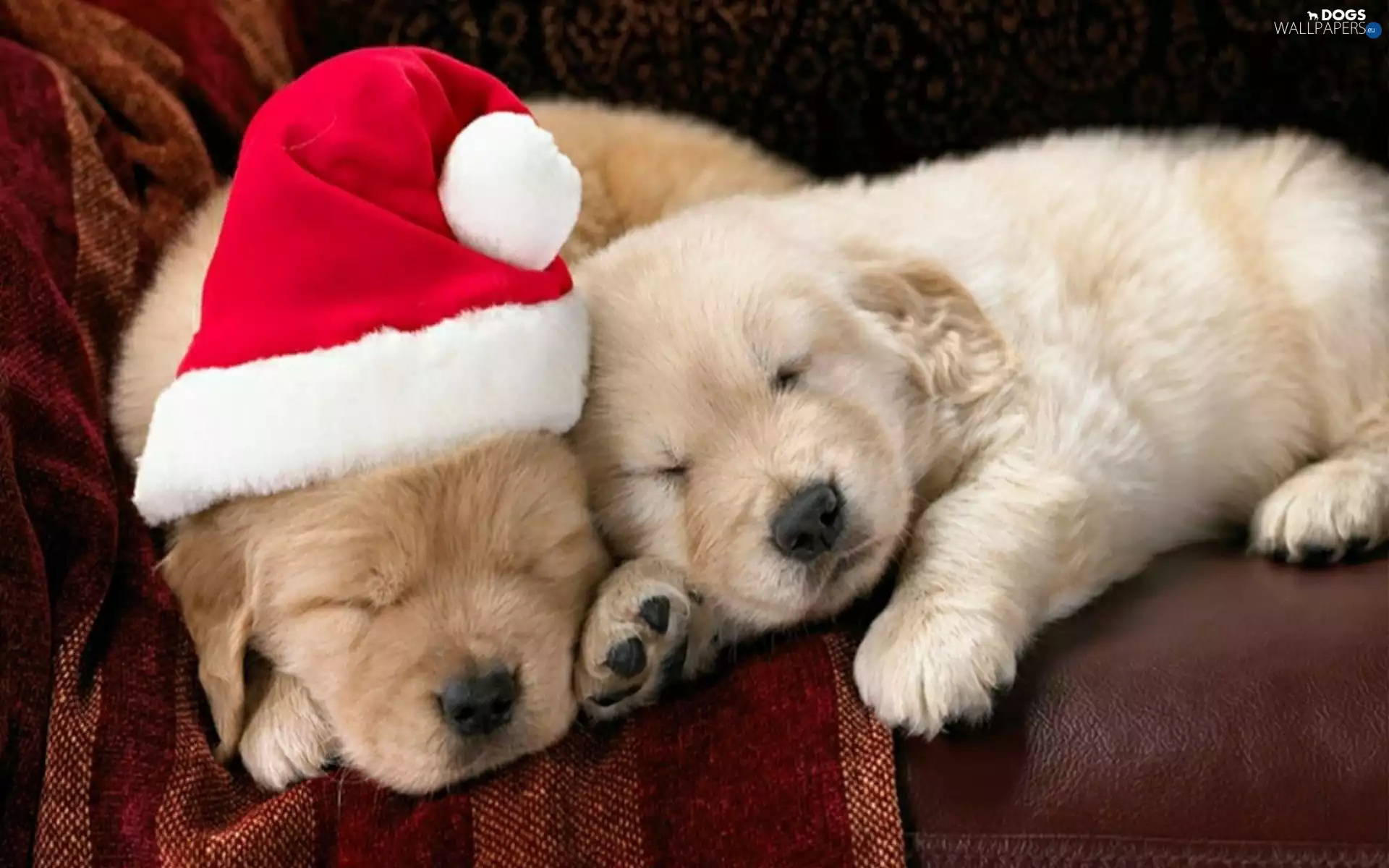 Hat, puppies, puppies, Nicholas