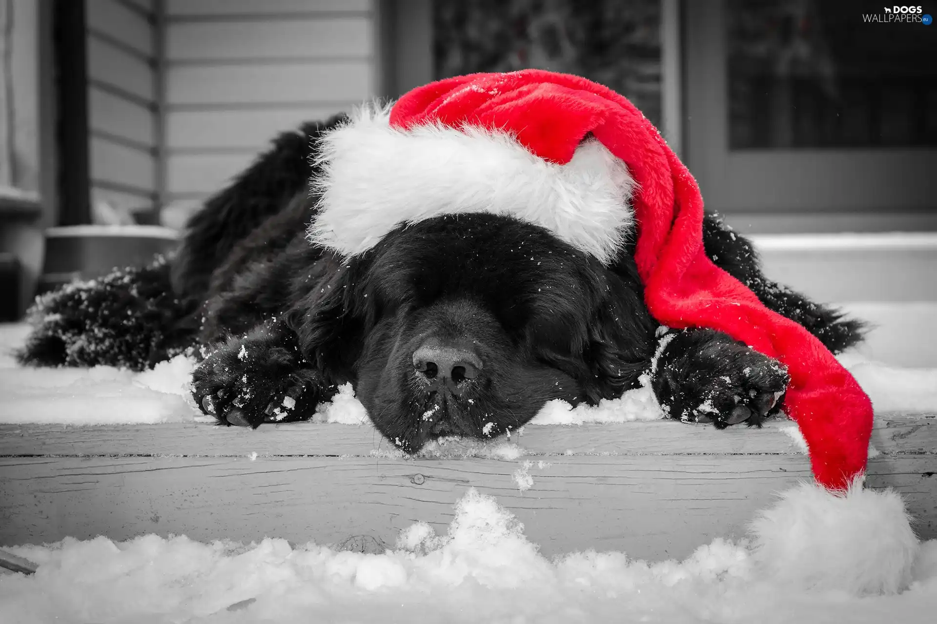 Nicholas, Hat, sleepy, doggy