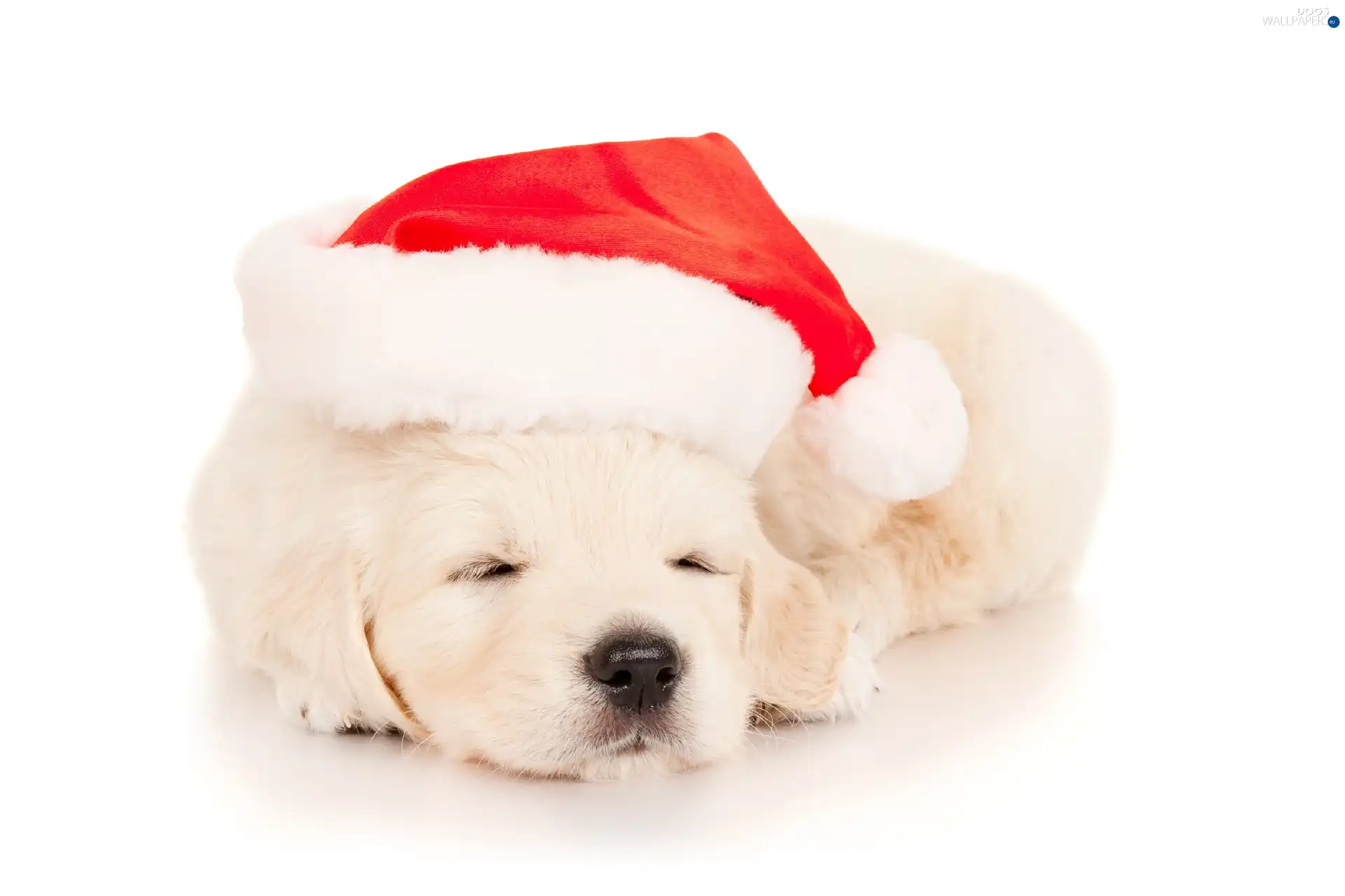 Nicholas, Hat, White, puppie