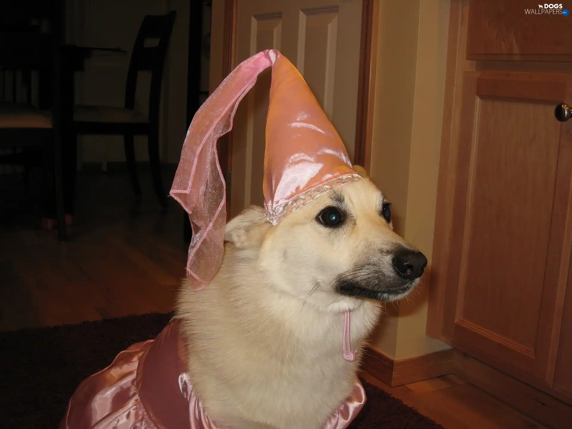 clothes, Norsk Buhund
