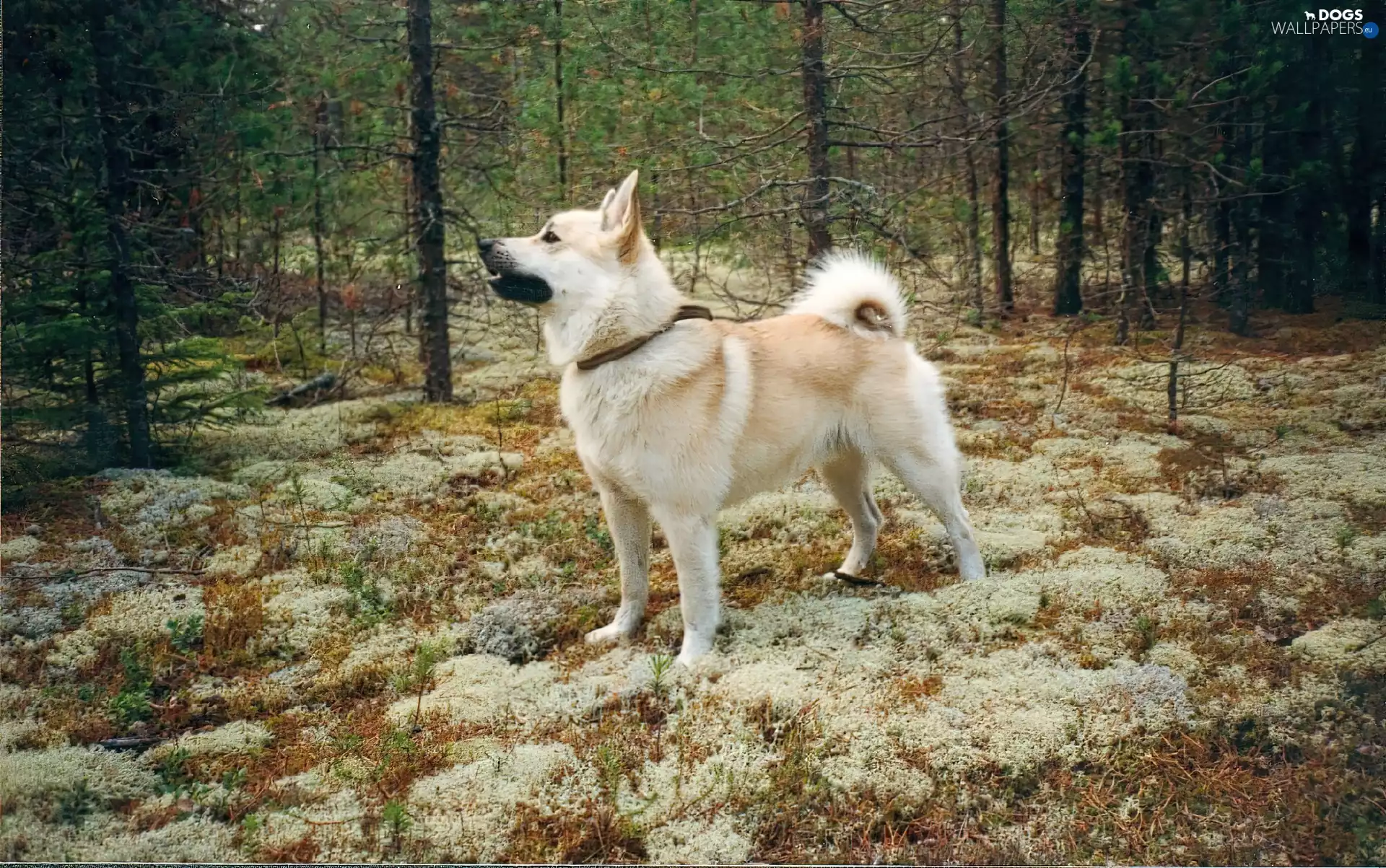 Norsk Buhund, forest