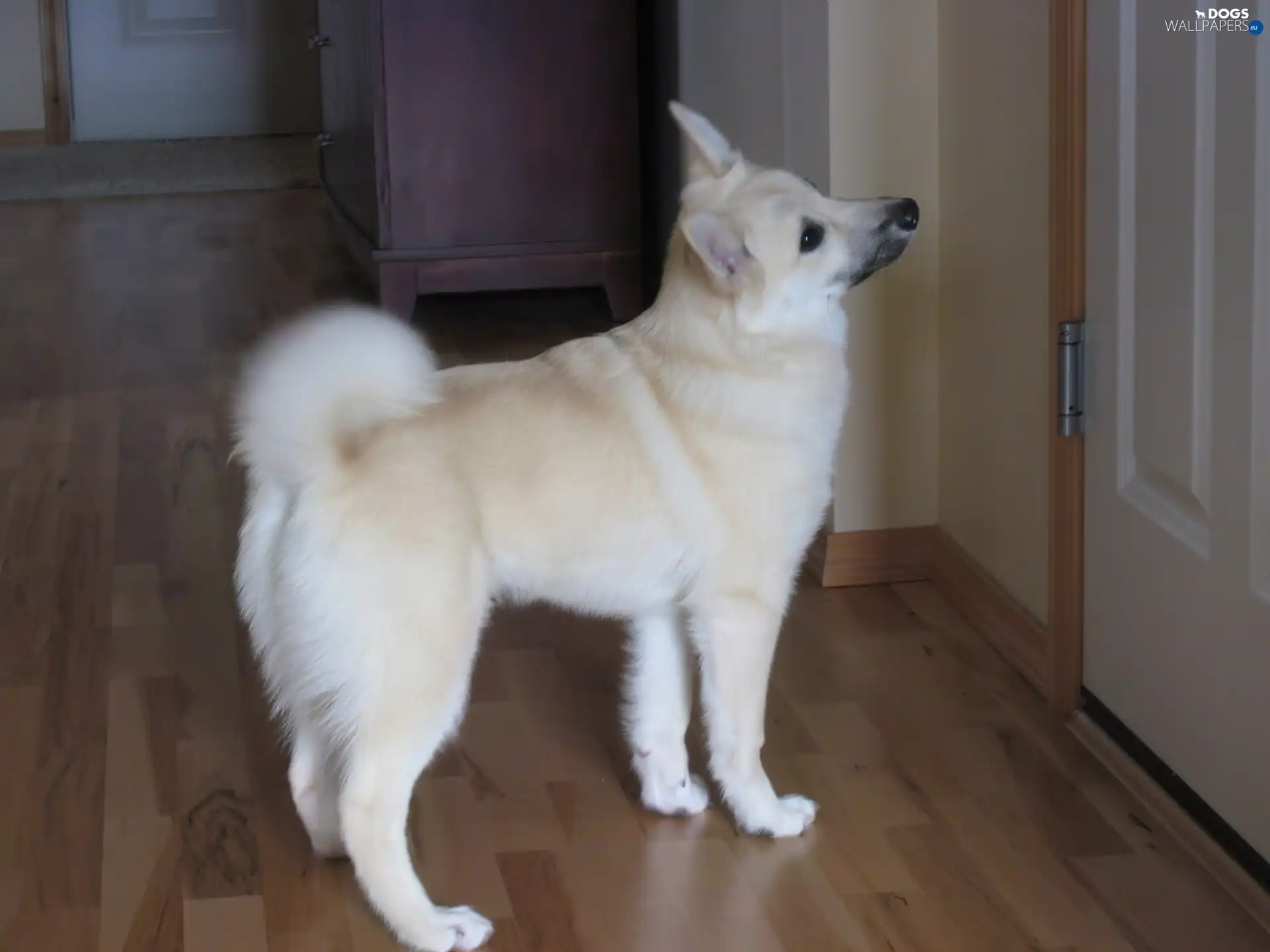 panels, Norsk Buhund