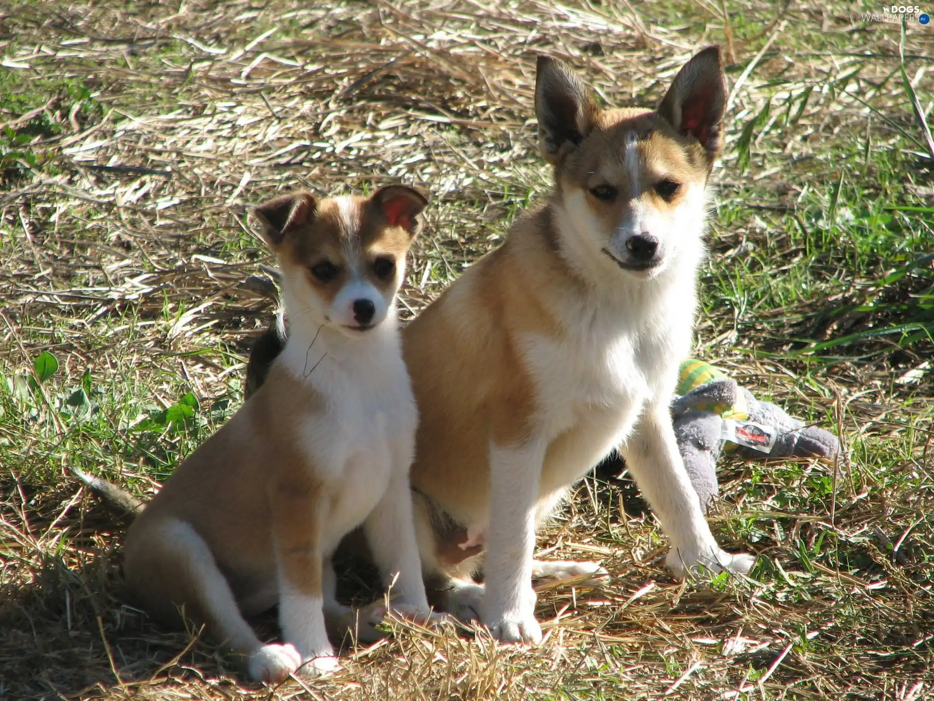 Norsk Lundehund, Two cars