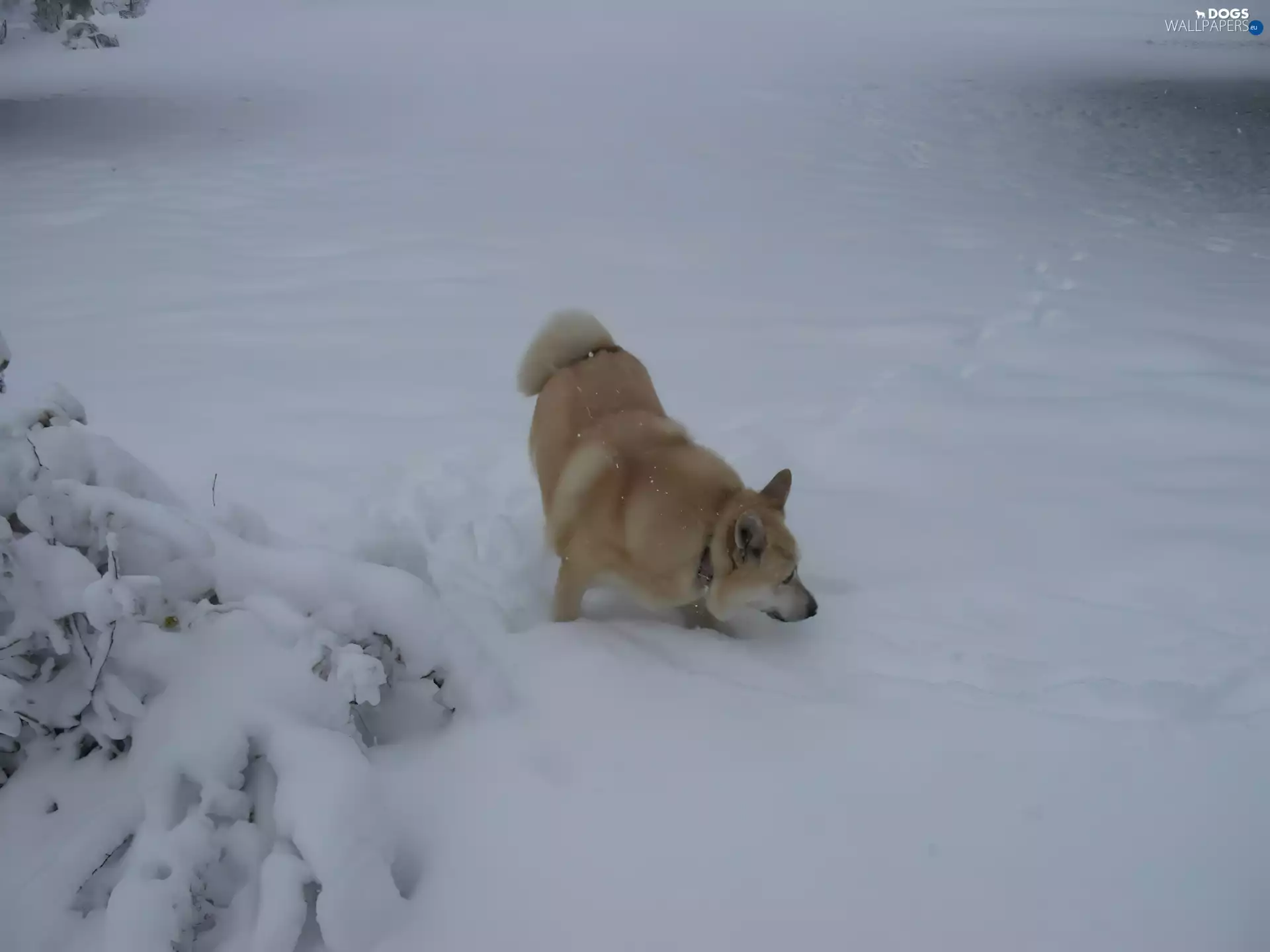 Norsk Buhund, winter