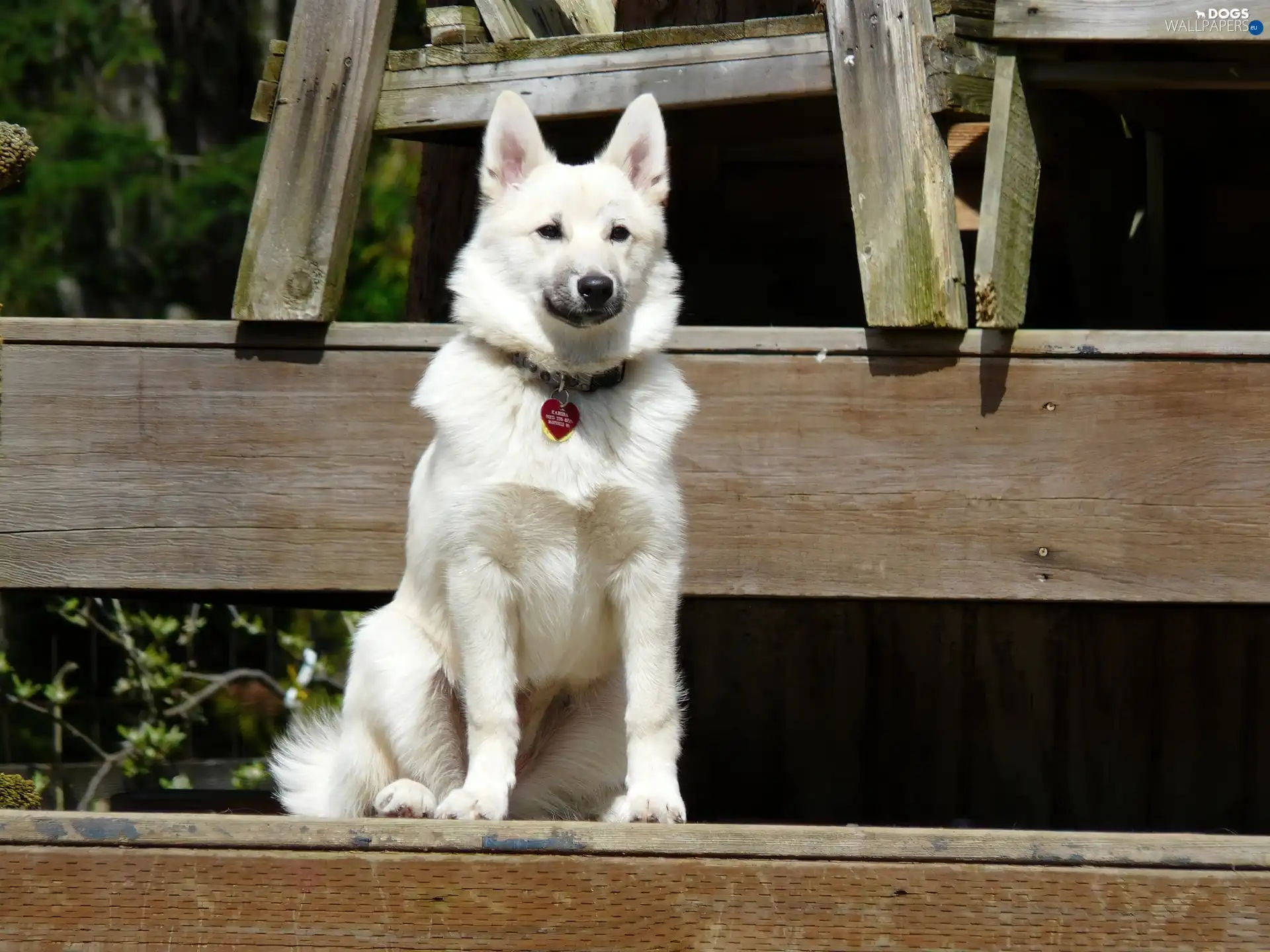 Norwegian Buhund