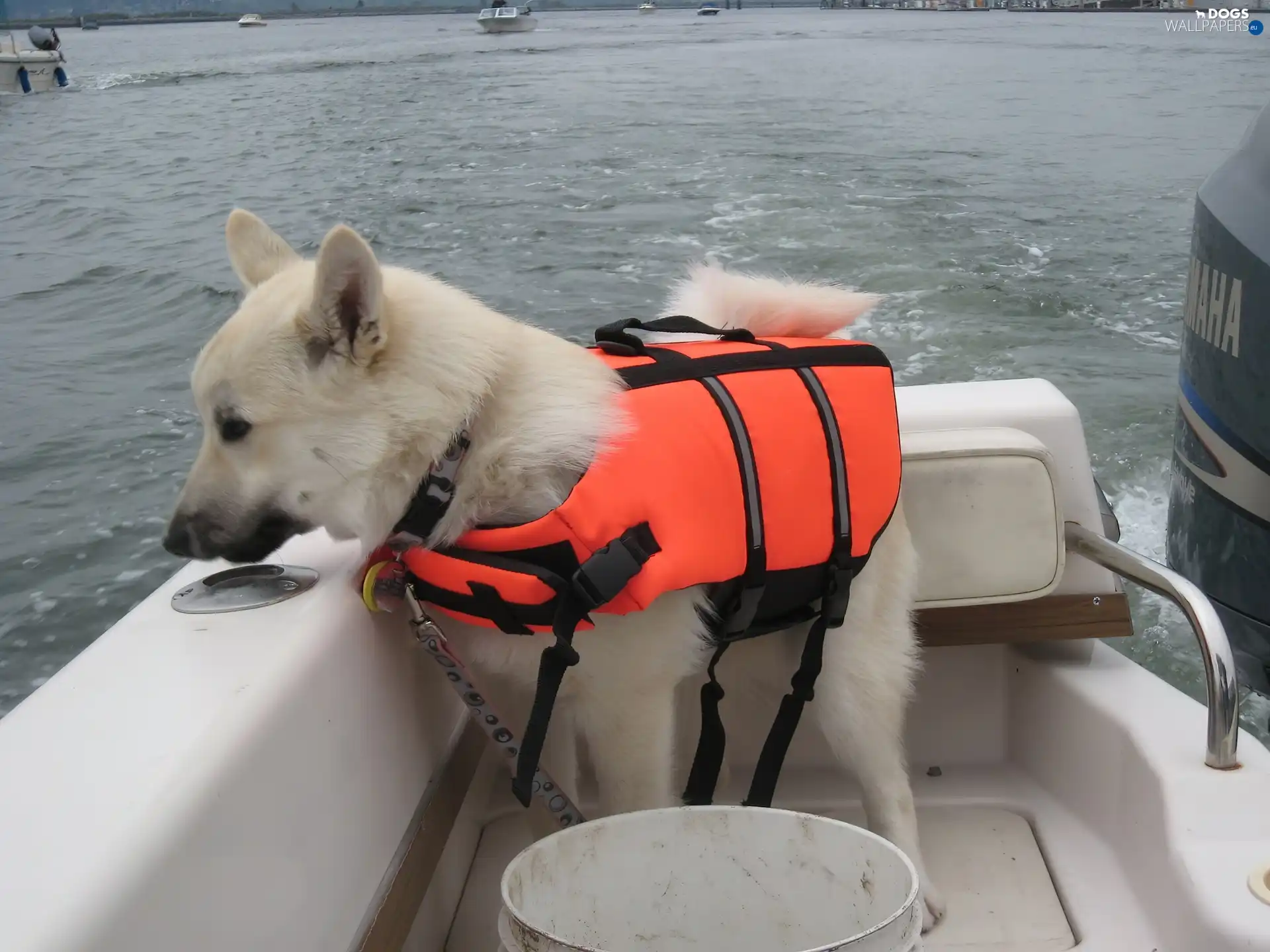 Norwegian Buhund, Norsk Buhund