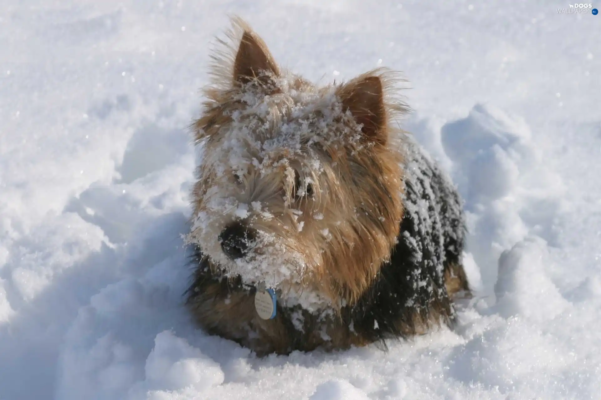 snow, Norwich terrier