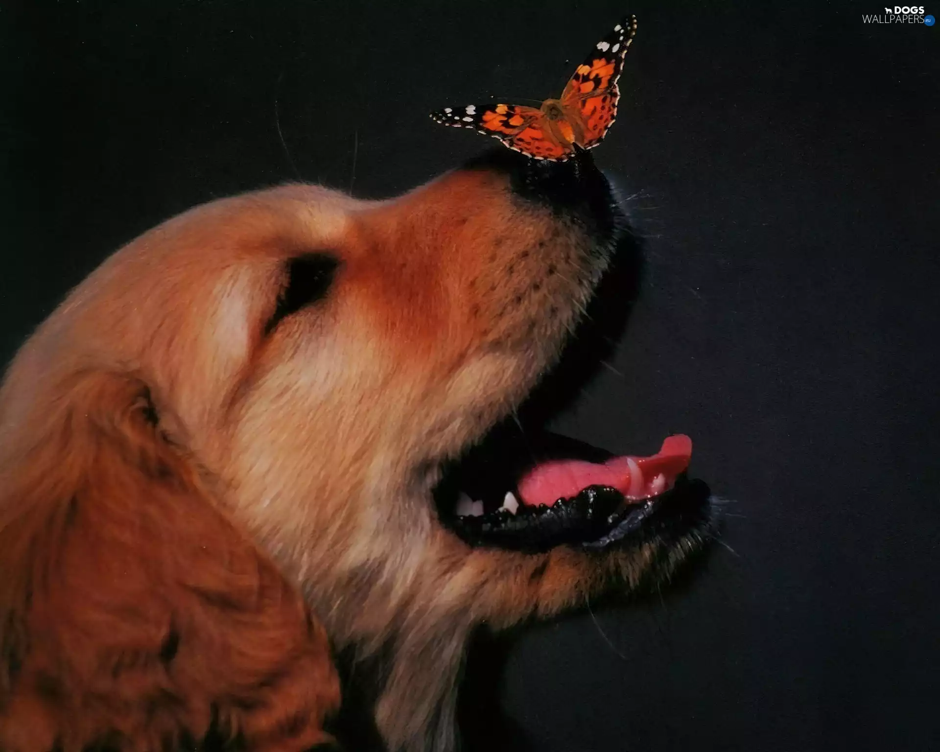 nose, dog, butterfly