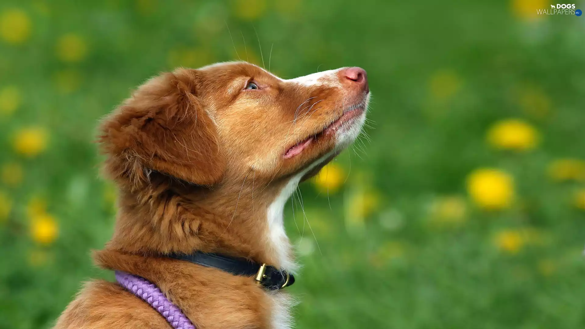 dog-collar, Retriever Nova Scotia, Head
