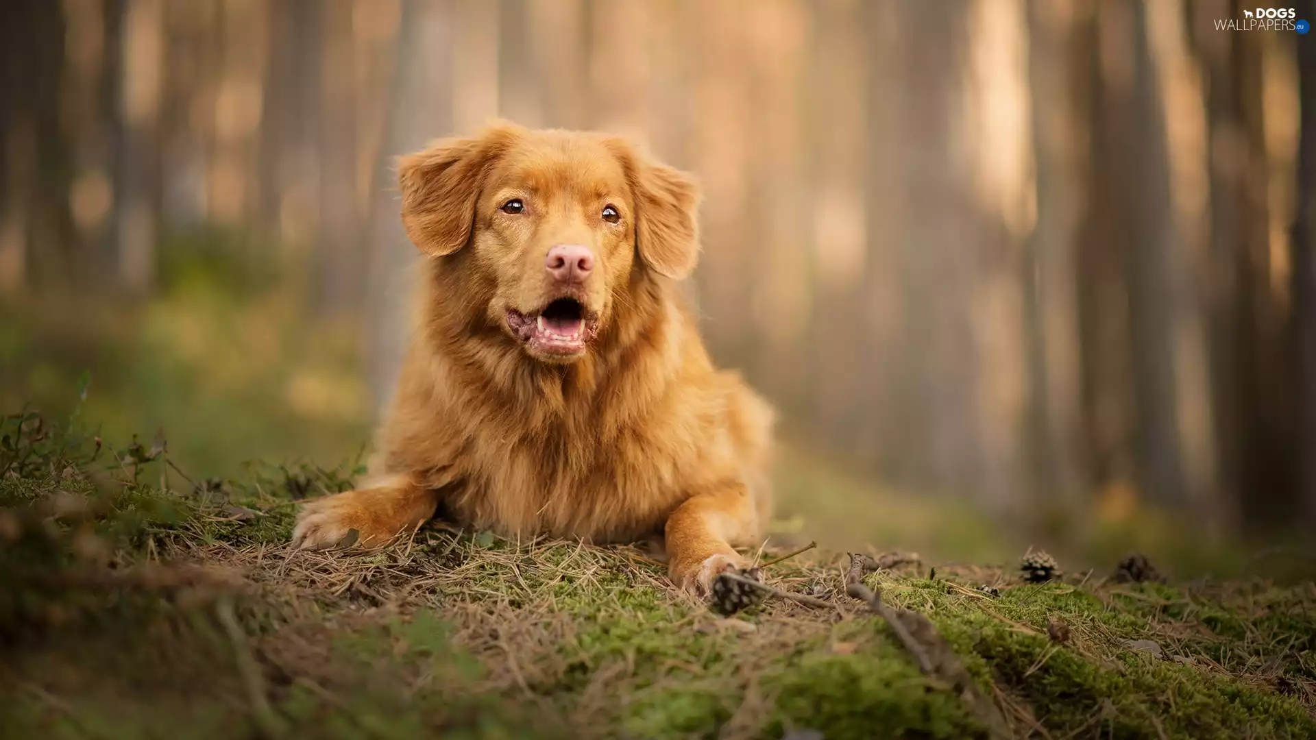 litter, cones, Retriever Nova Scotia, muzzle, dog