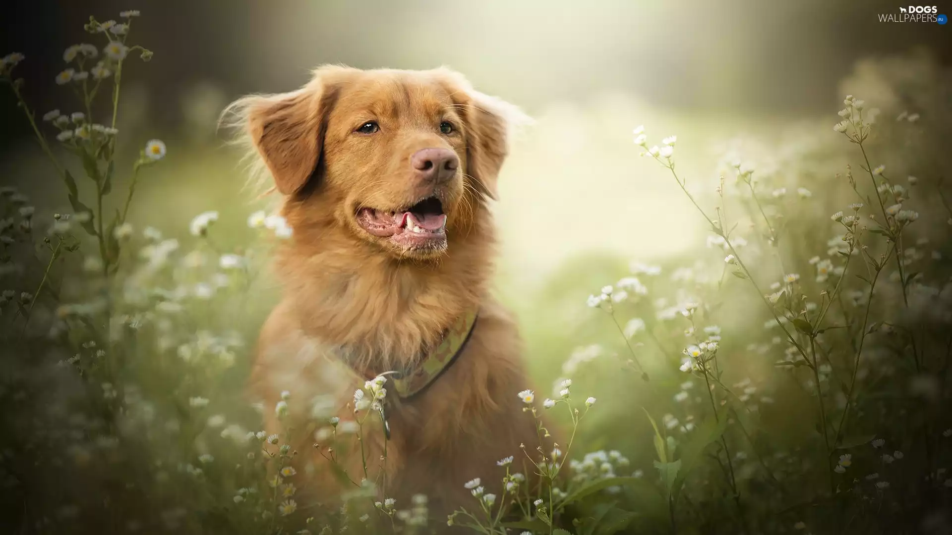 Flowers, Erigeron, Retriever Nova Scotia, muzzle, dog