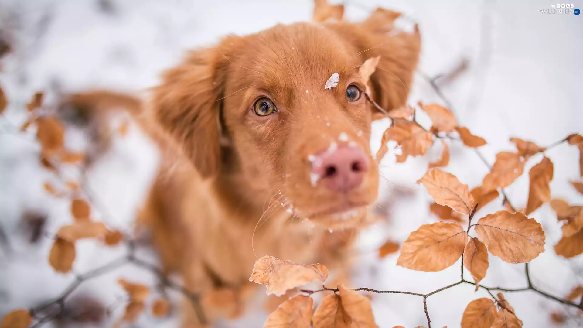 Leaf, snow, Retriever Nova Scotia, muzzle, dog