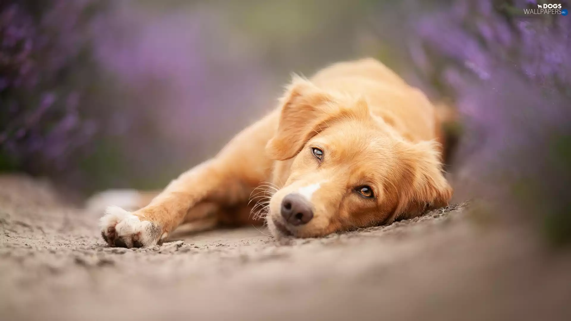Retriever Nova Scotia, lying, dog