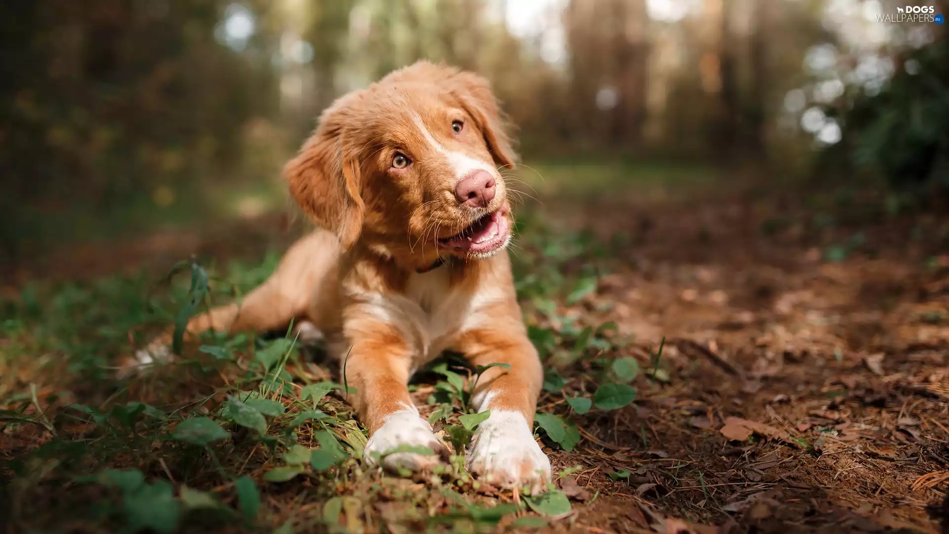Retriever Nova Scotia, Puppy, dog