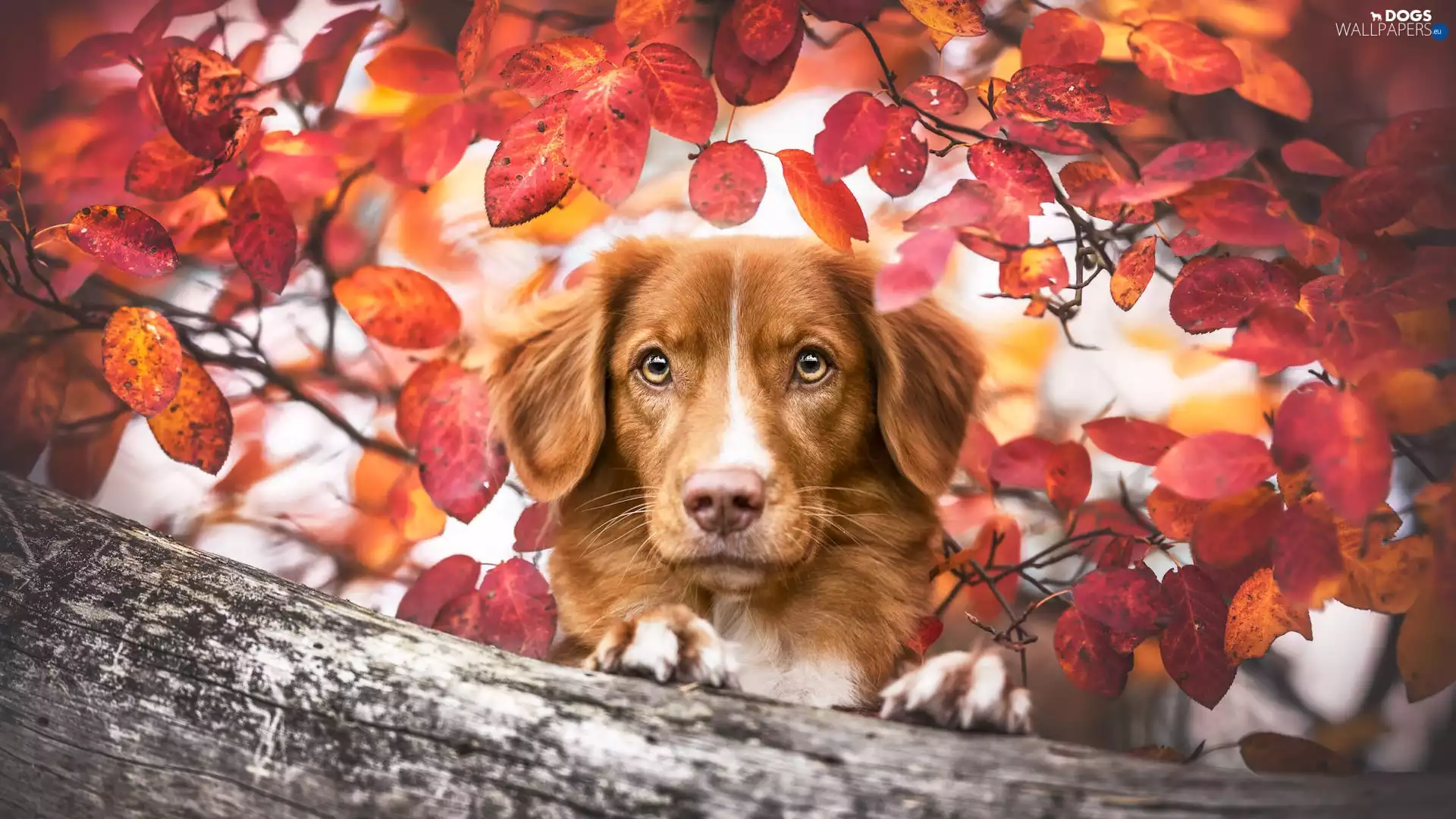 Retriever Nova Scotia, dog, Leaf
