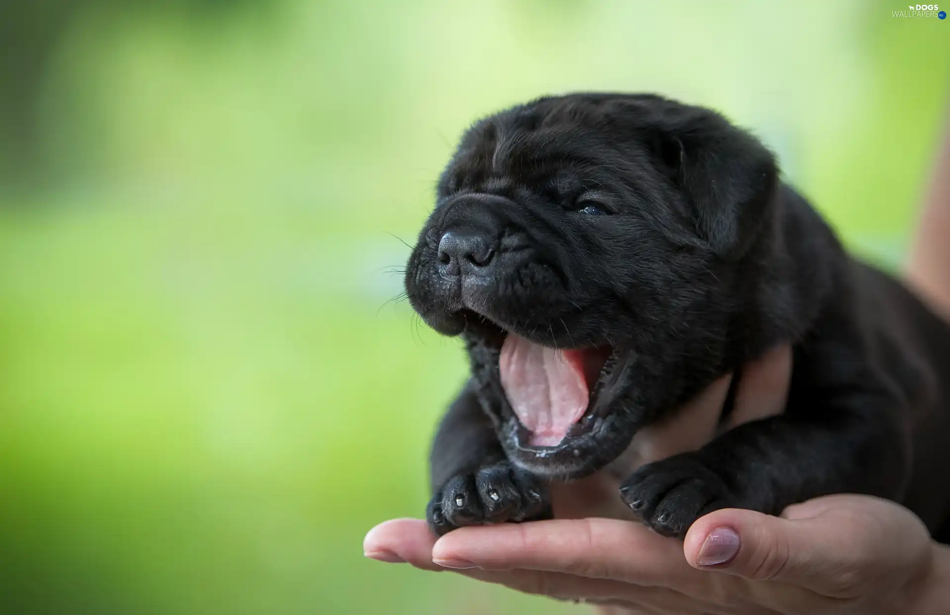 Nowofundland, hand, puppie, Tounge