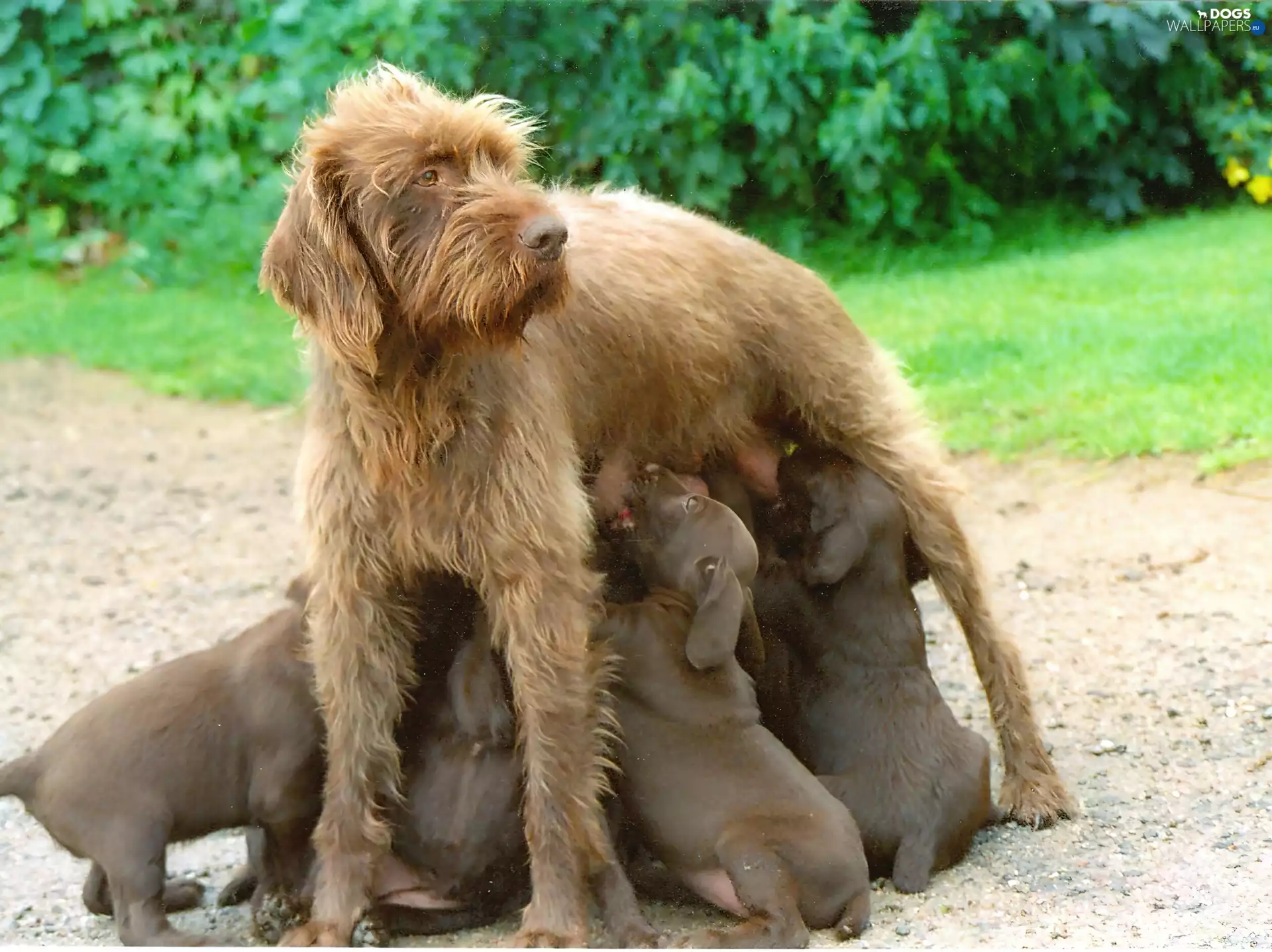 puppies, nursing bitch, Poodle Pointer