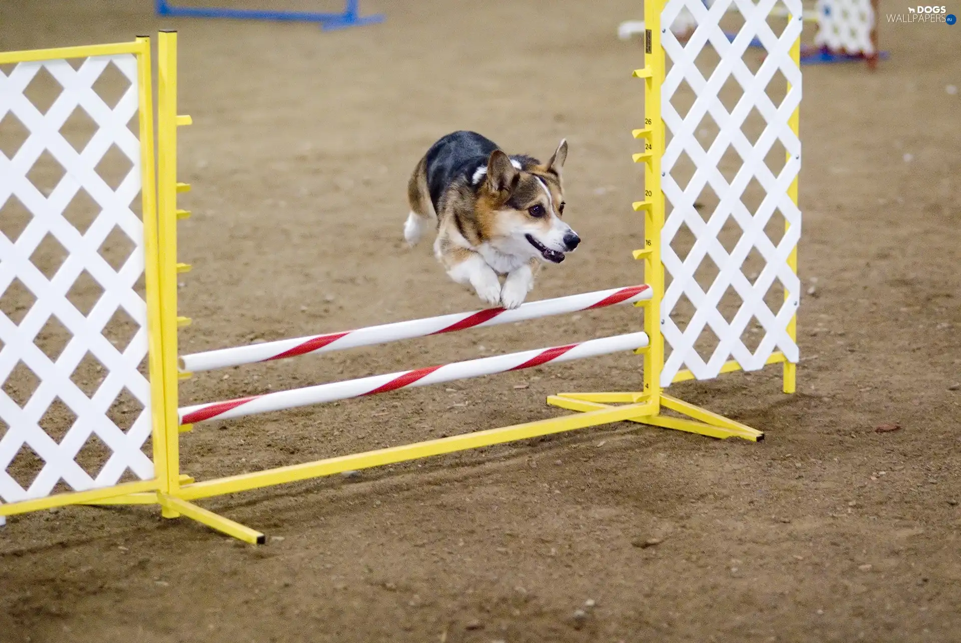 obstacle, Welsh corgi pembroke