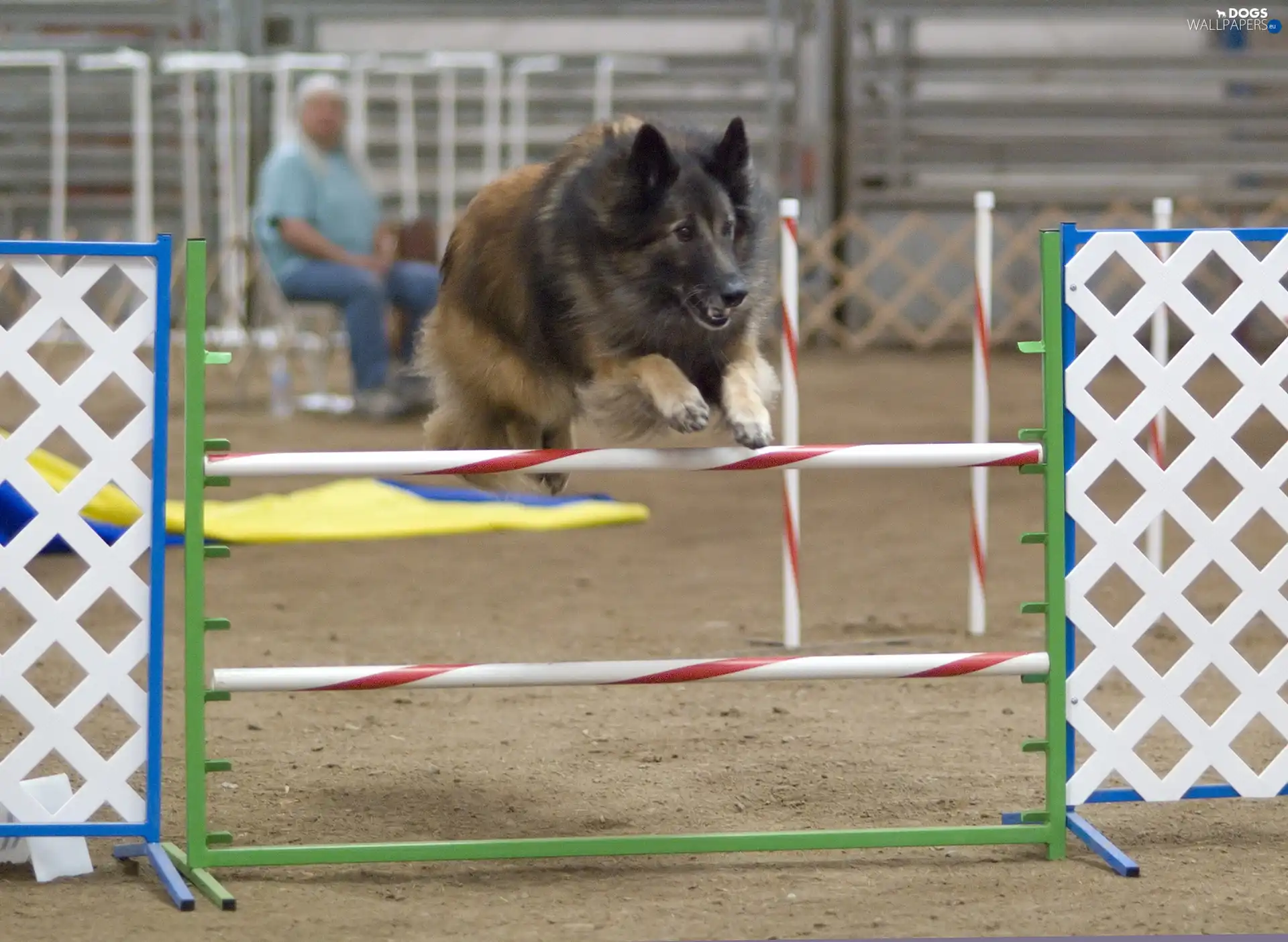 obstacle, Belgian Shepherd Tervuren
