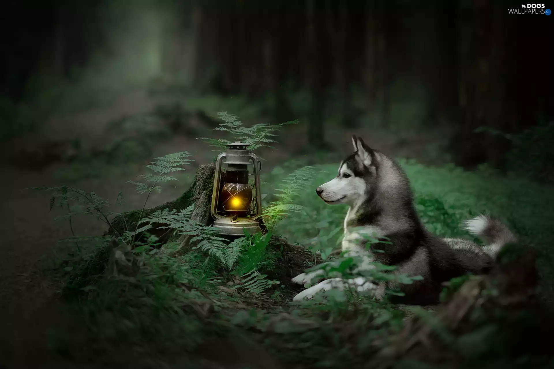 dog, Siberian Husky, Oil Lamp, fern