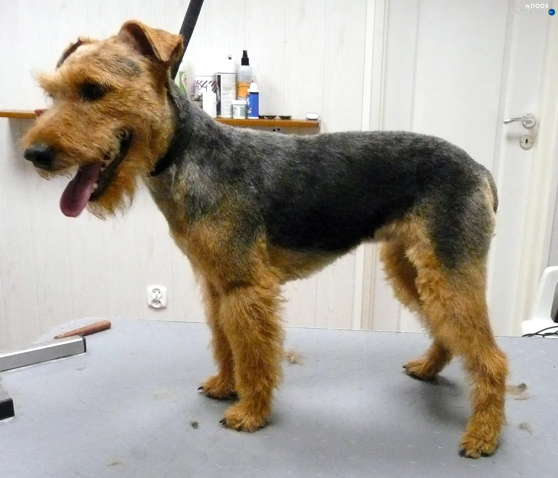 ointment, tan, Welsh Terrier, black