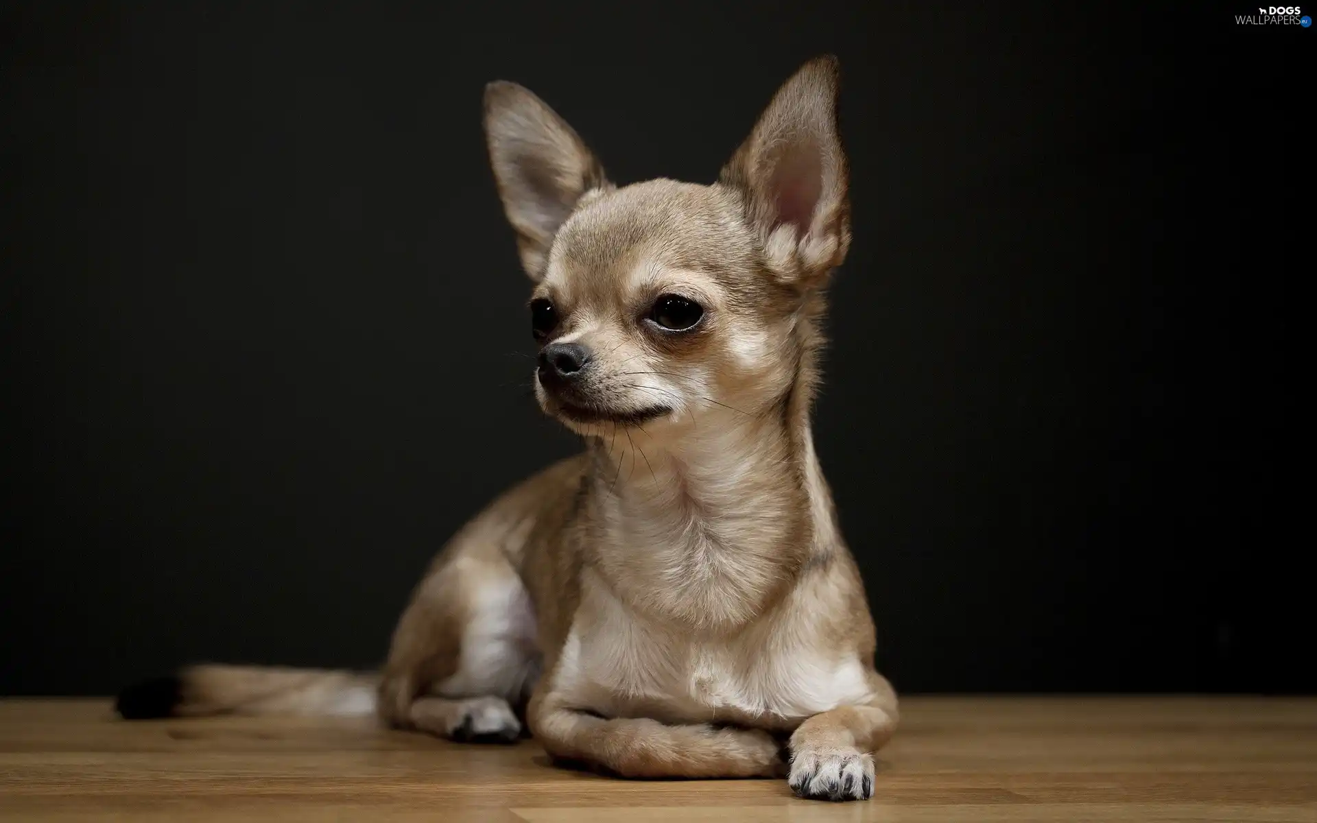 beige, Ointments, Chihuahua