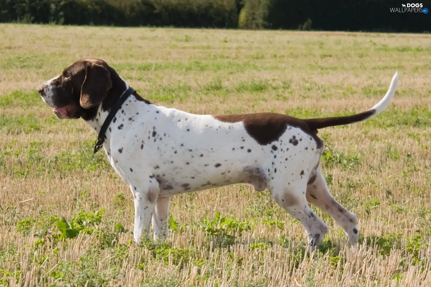 Old Danish, Brown and white