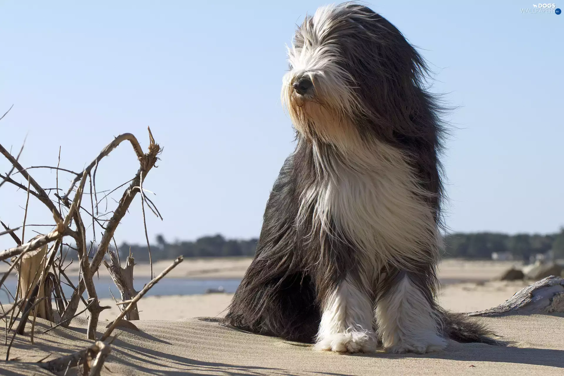 Twigs, Old English Sheepdog, Beaches